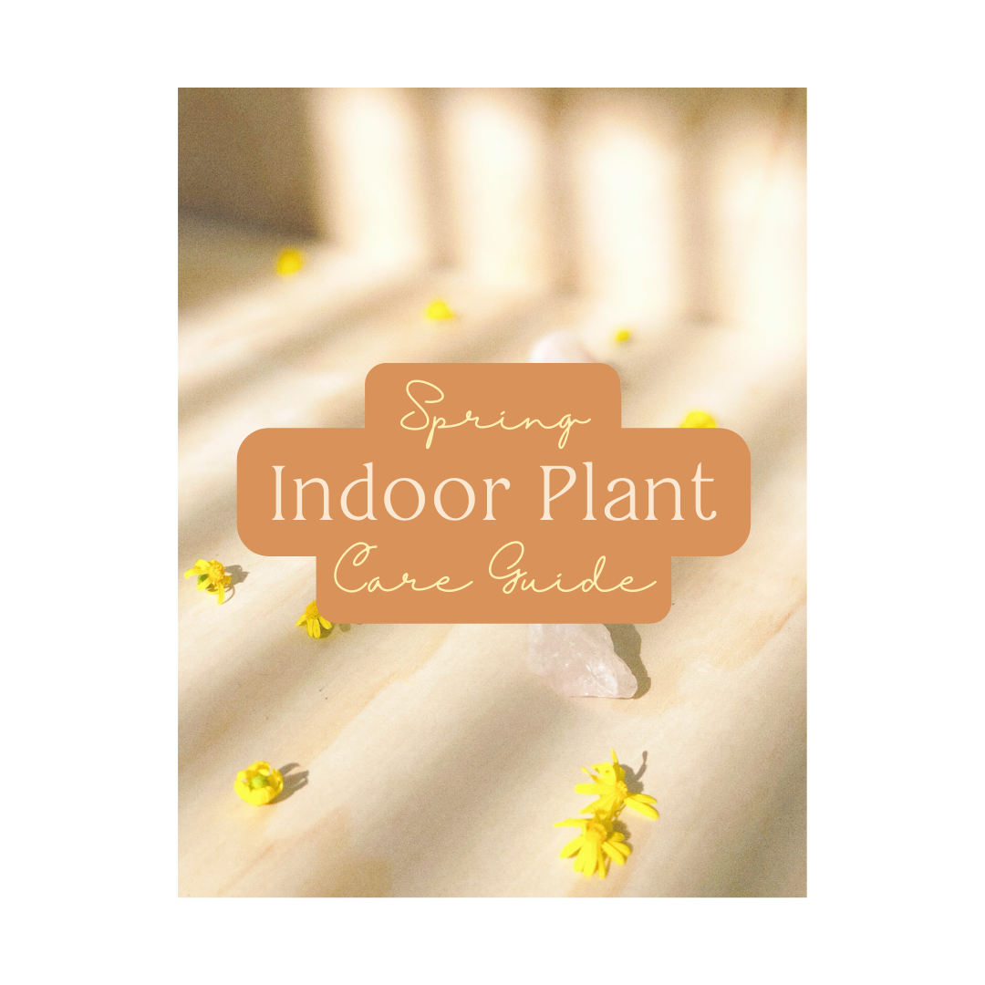 Spring Indoor Plant Care Guide