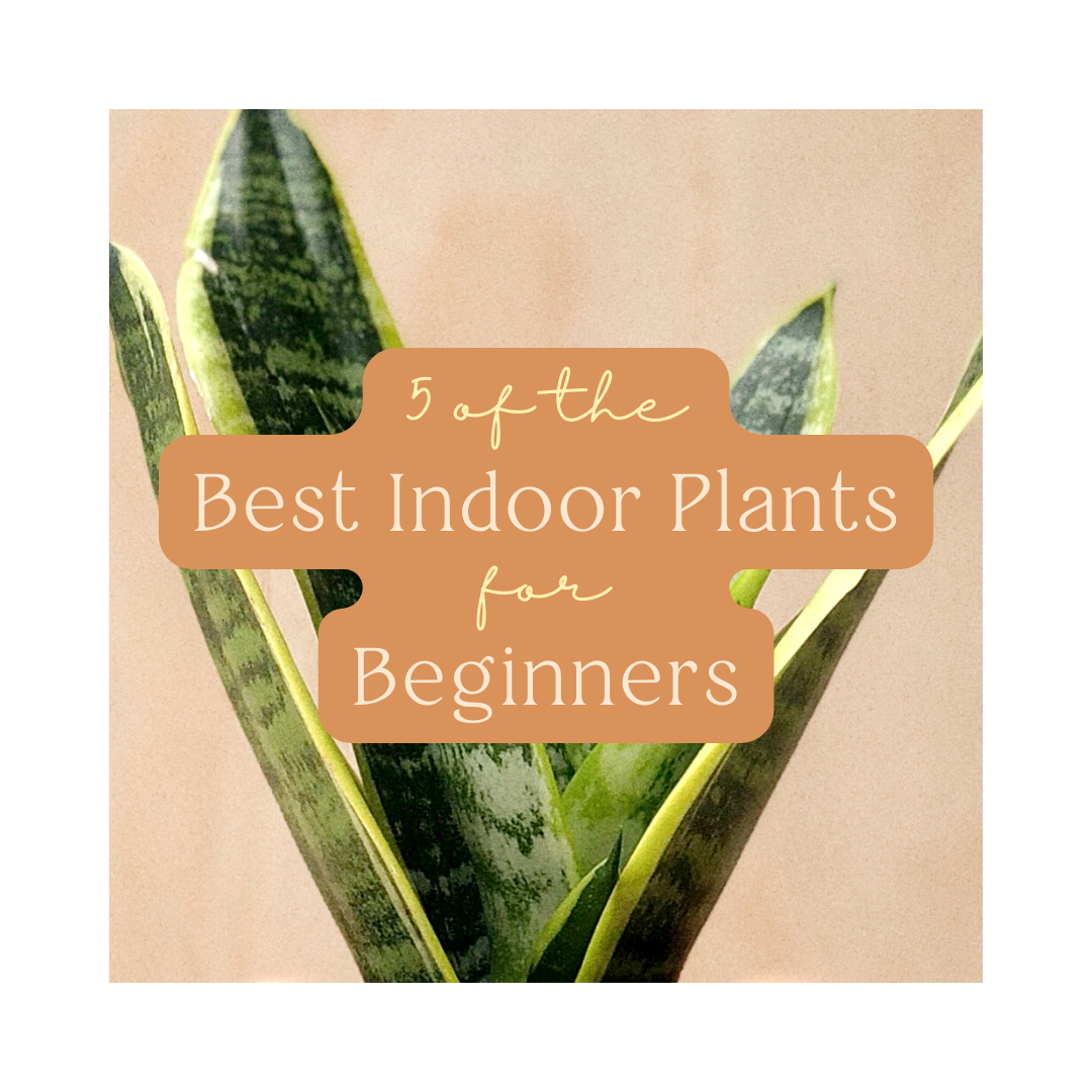 5 of the Best Indoor Plants for Beginners