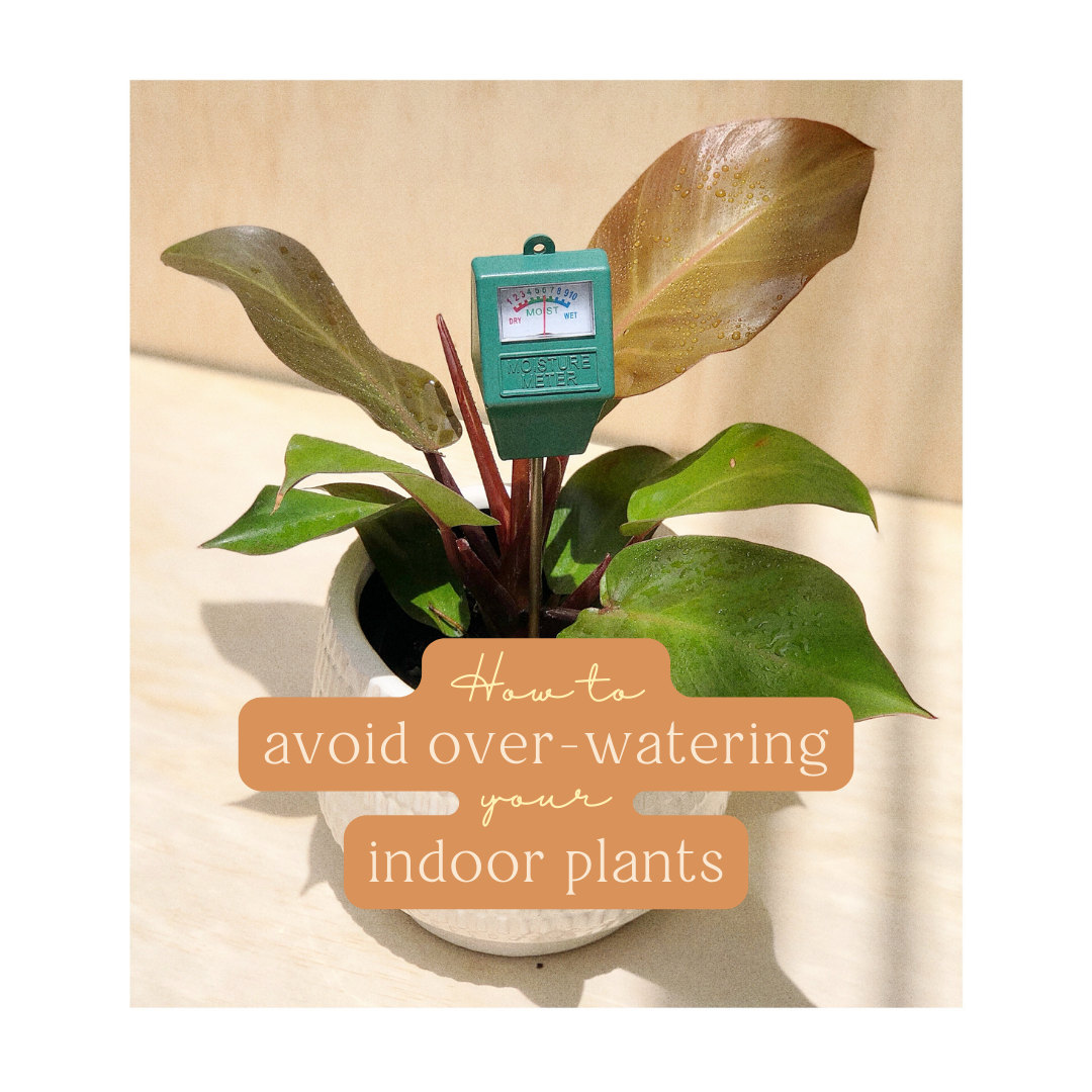 How to avoid overwatering your indoor plants