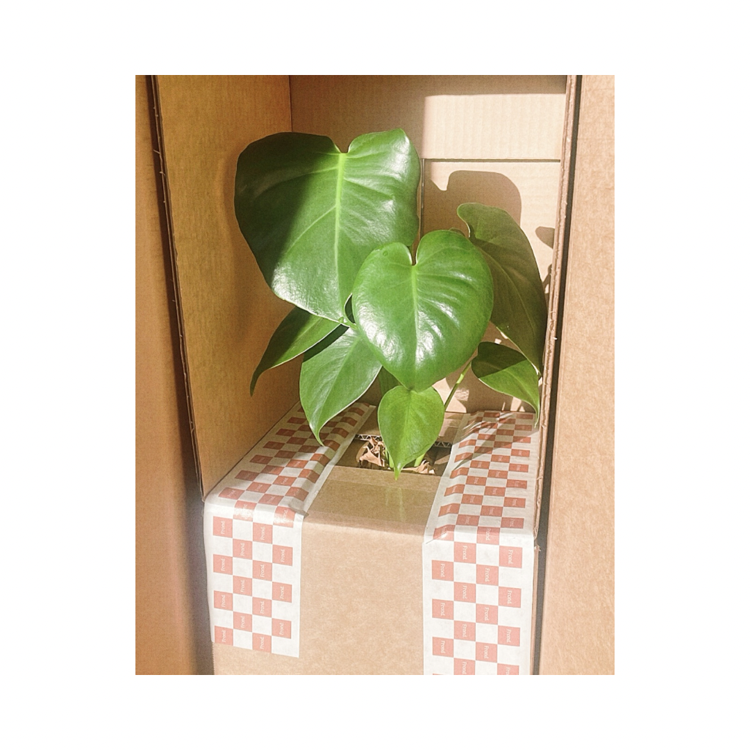 Indoor Plant Delivery: How we pack your order