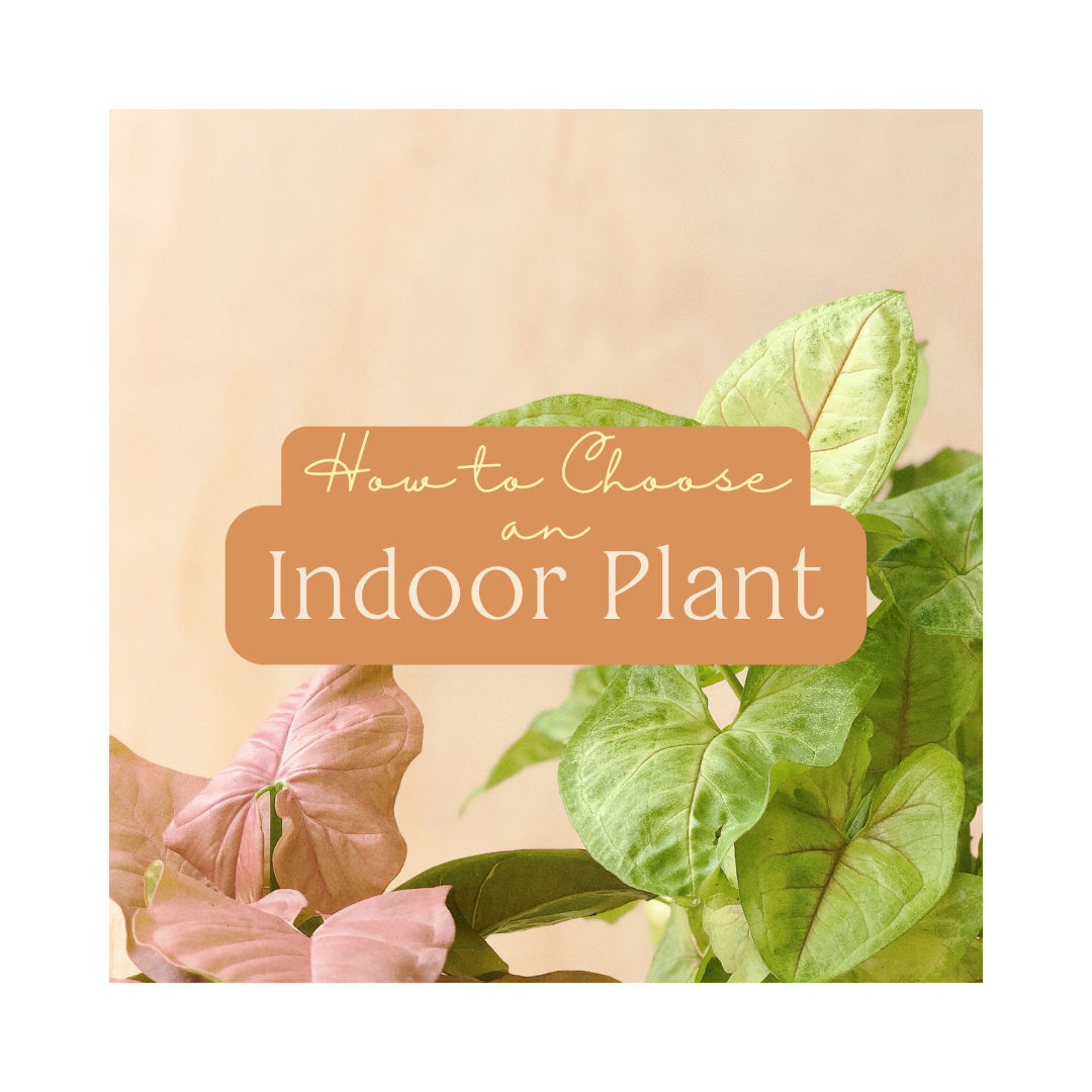 How to Choose an Indoor Plant