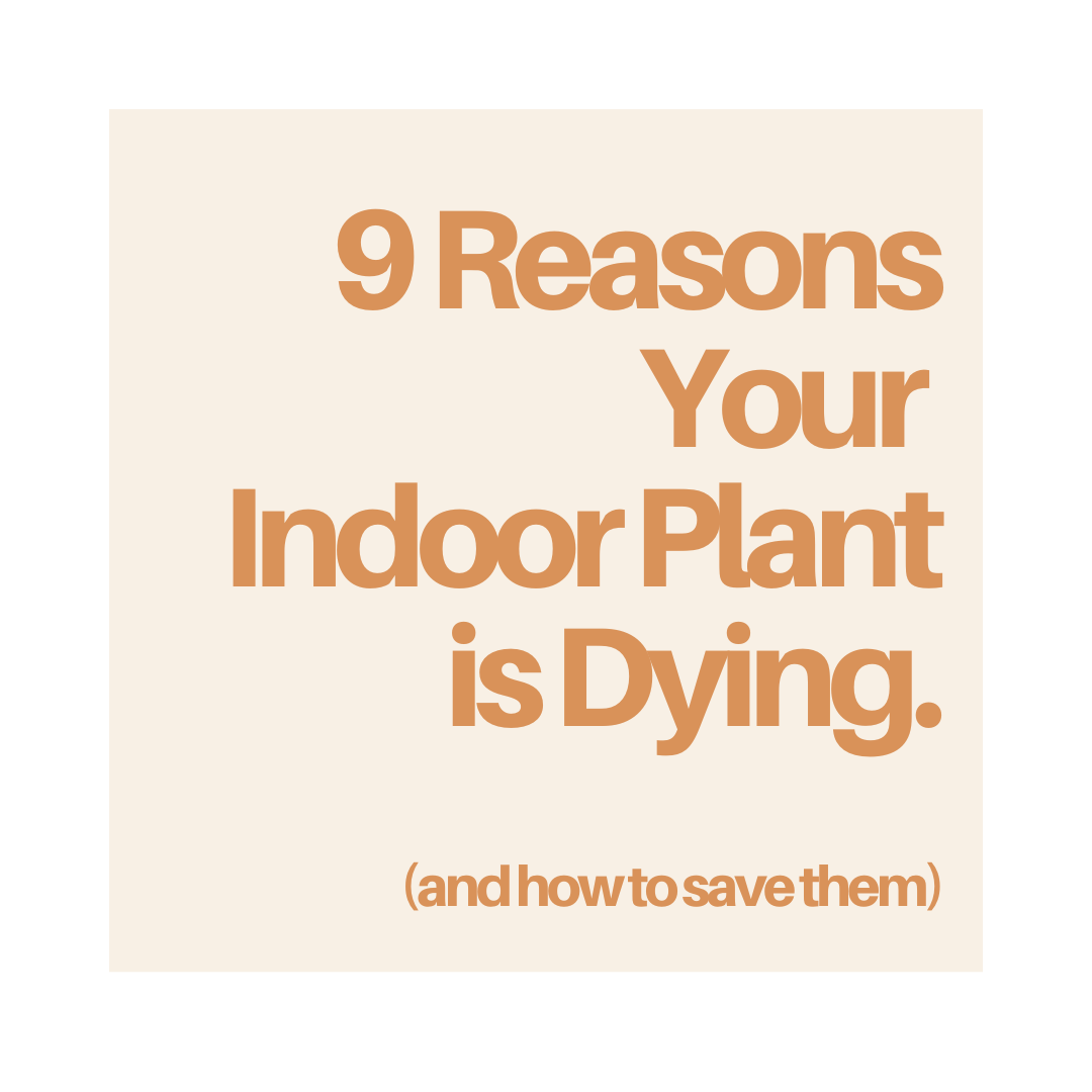 9 Reasons Your Indoor Plant is Dying (and how to save them)