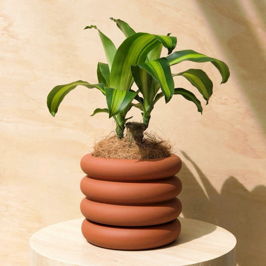 Happy Plant + Danica Ceramic Pot Tangerine. Shop pots & planters.