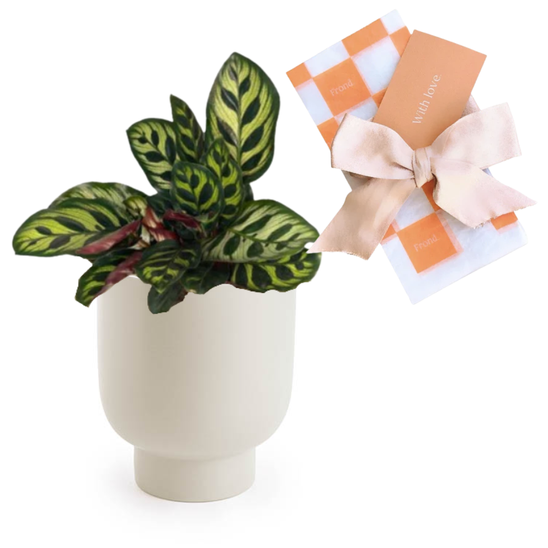 Calathea Plant & Pot Gift