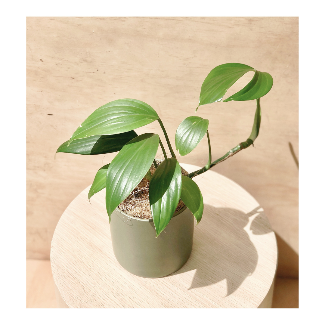Cyla Ceramic Indoor Plant Pot in Moss + Dragon Tail Plant