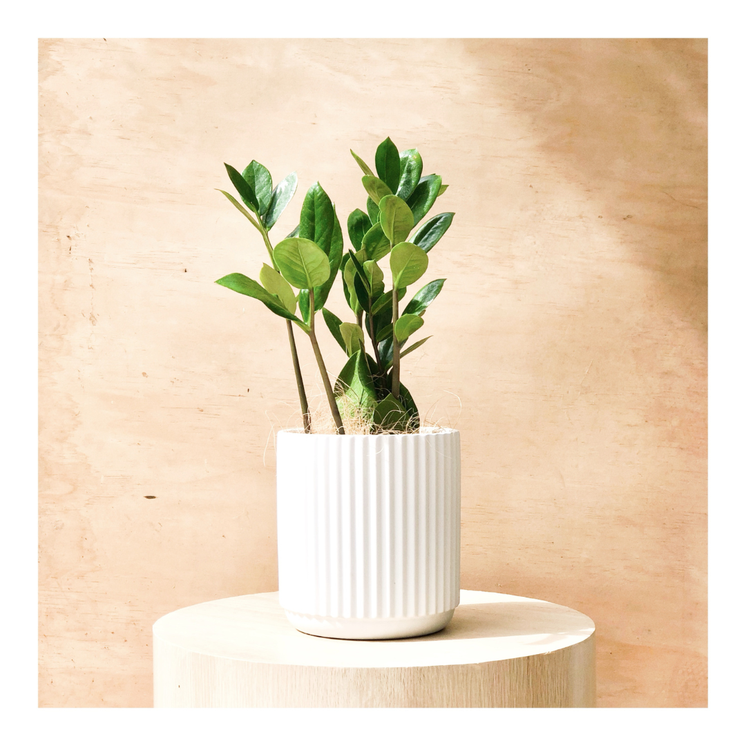Cyprus Ceramic Indoor Plant Pot in White with Zanzibar Gem