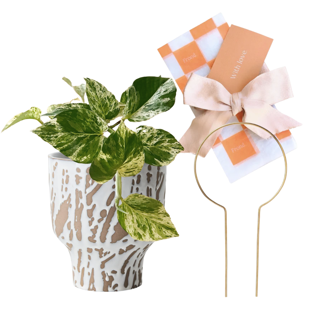 Devil's Ivy Potted Plant Gift with Plant Stake