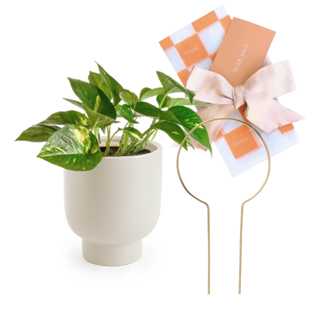 Devil's Ivy Potted Plant Gift with Plant Stake