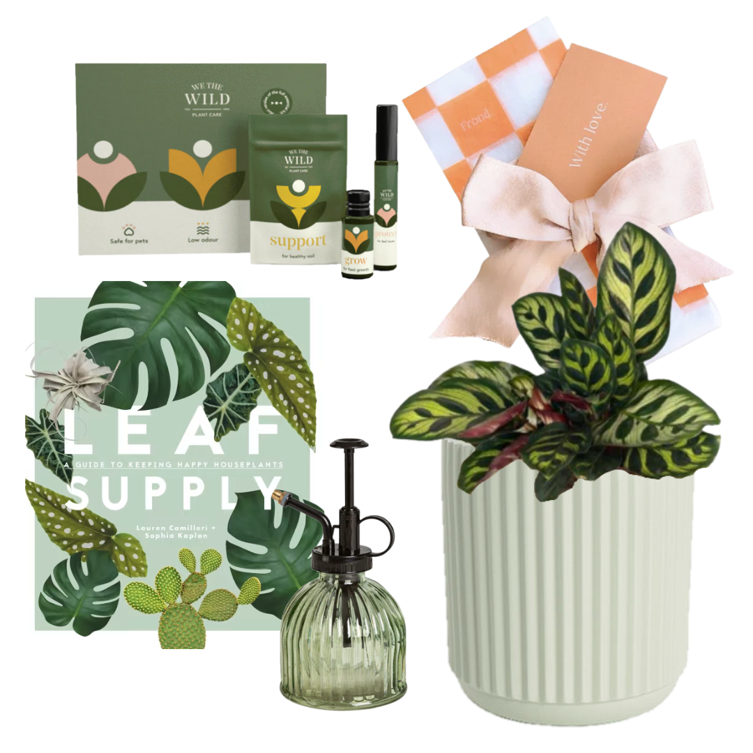 Green Thumb Plant Gift Hamper | Peacock Plant + Cyprus Ceramic Pot + We The Wild Mini Plant Care Kit + Leaf Supply Book + Plant Mister Green + Gift Wrap
