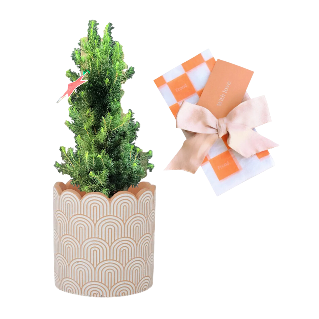 Mini Christmas Tree in a terracotta arched cement pot with gift wrap