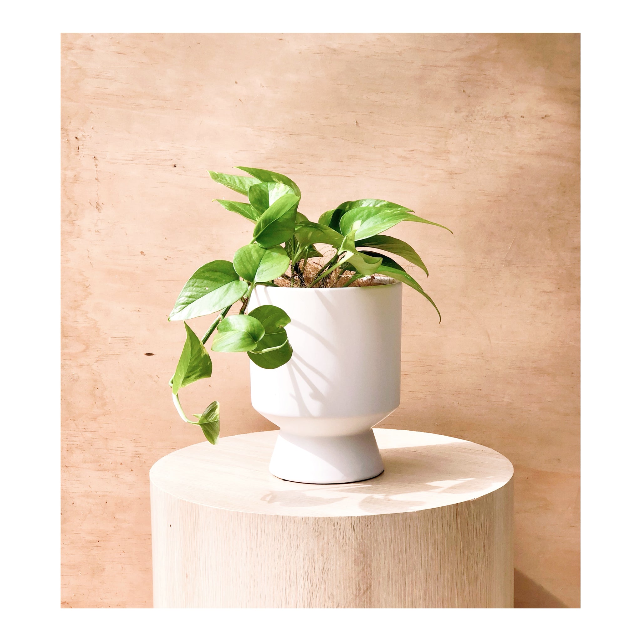 Morandi Ceramic Indoor Plant Pot Matte White with Devils Ivy Pothos indoor plant