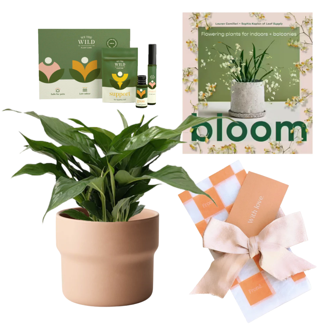 Peace Lilly Potted Plant Gift Hamper