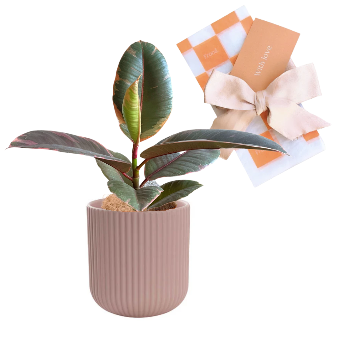 Rubber Plant Ruby (Ficus Elastica Ruby) + Blush Ceramic Pot Plant & Pot Gift with gift wrap