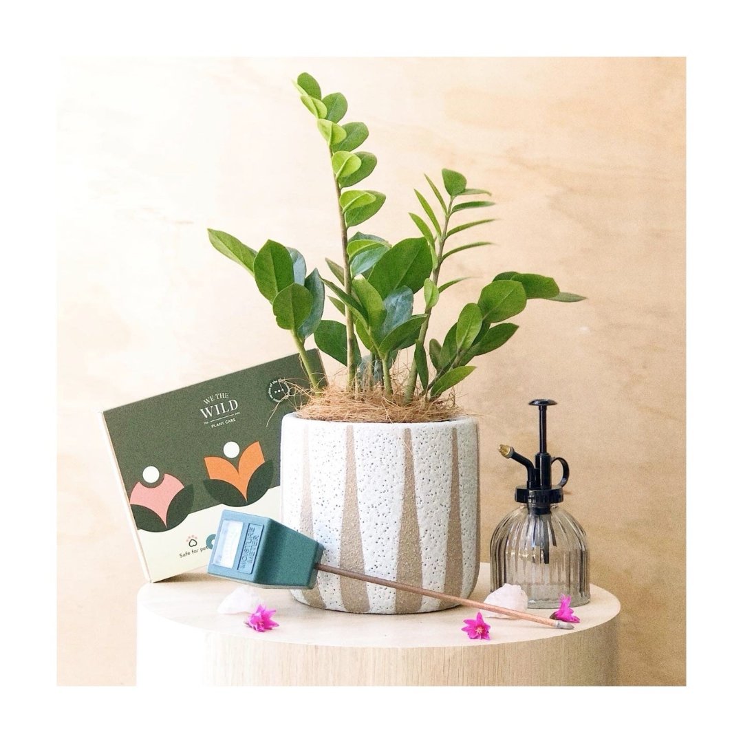 Turia Ceramic Plant Pot Small with Zanzibar Gem gift