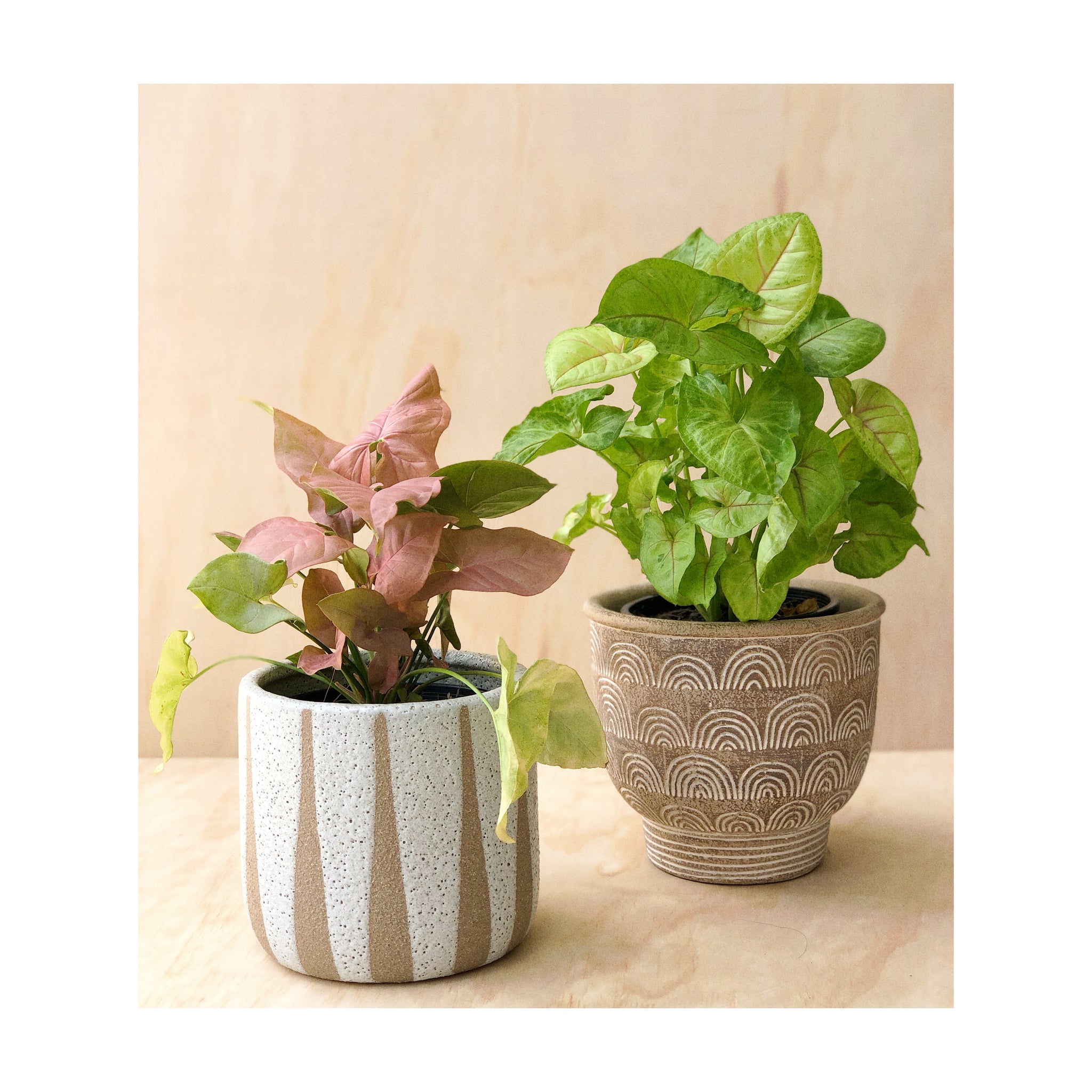 Syngonium Gold Illusion (Syngonium Podophyllum 'Golden Illusion') Indoor Plant + Inca Terracotta Plant Pot