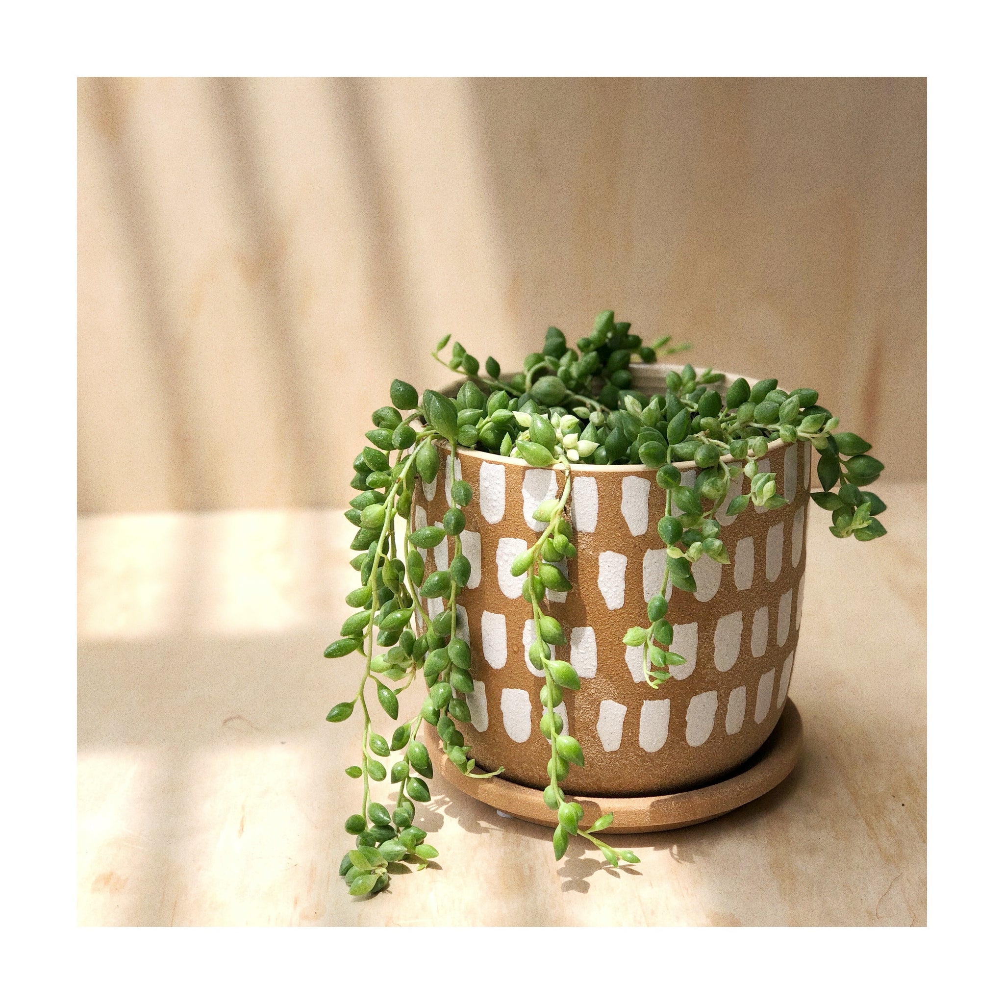Senecio Angel Tears (Senecio Herreianus) Indoor Succulent Plant + Luca Ceramic Plant Pot with Saucer