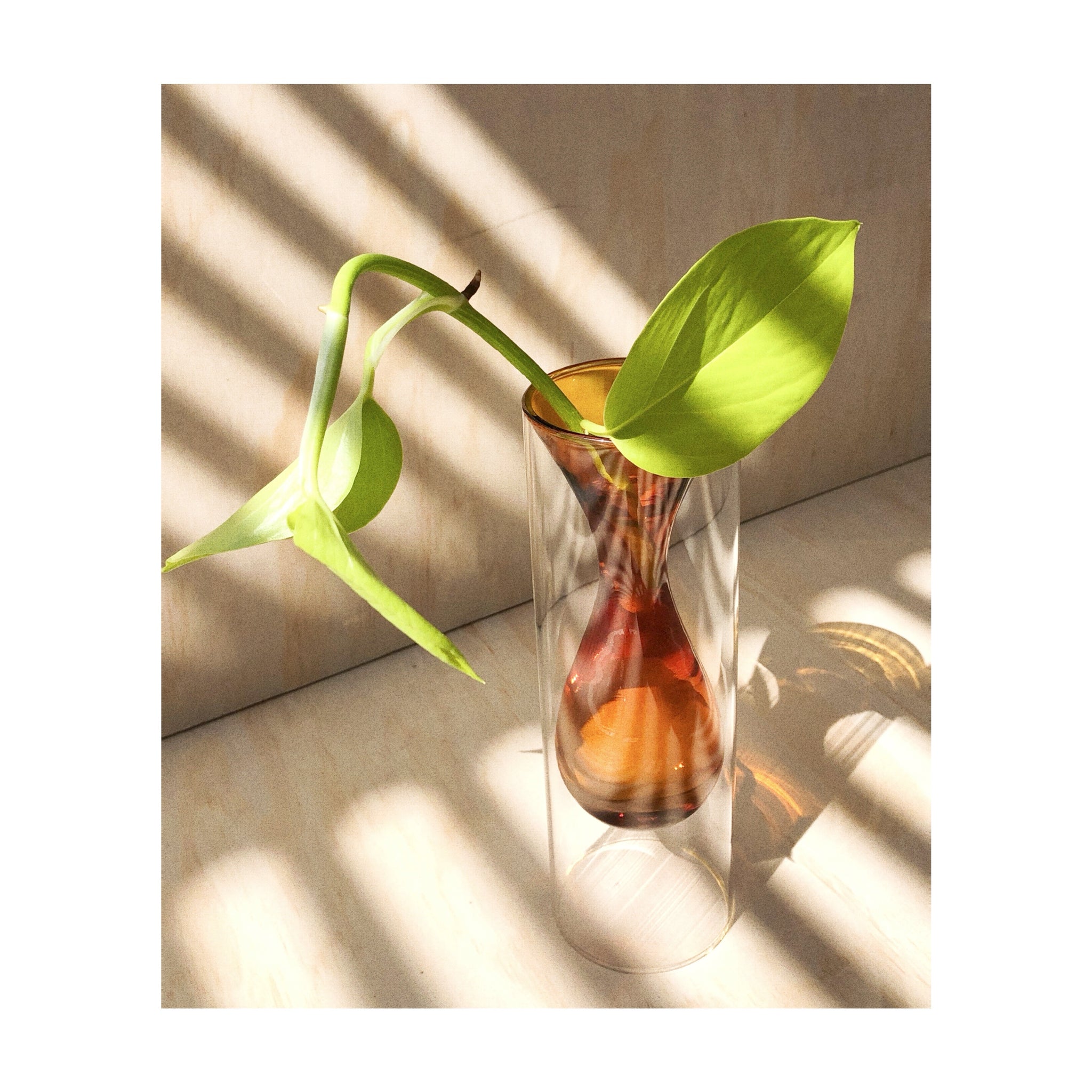 Darley Glass Propogation Vase Amber with Devils Ivy Neon