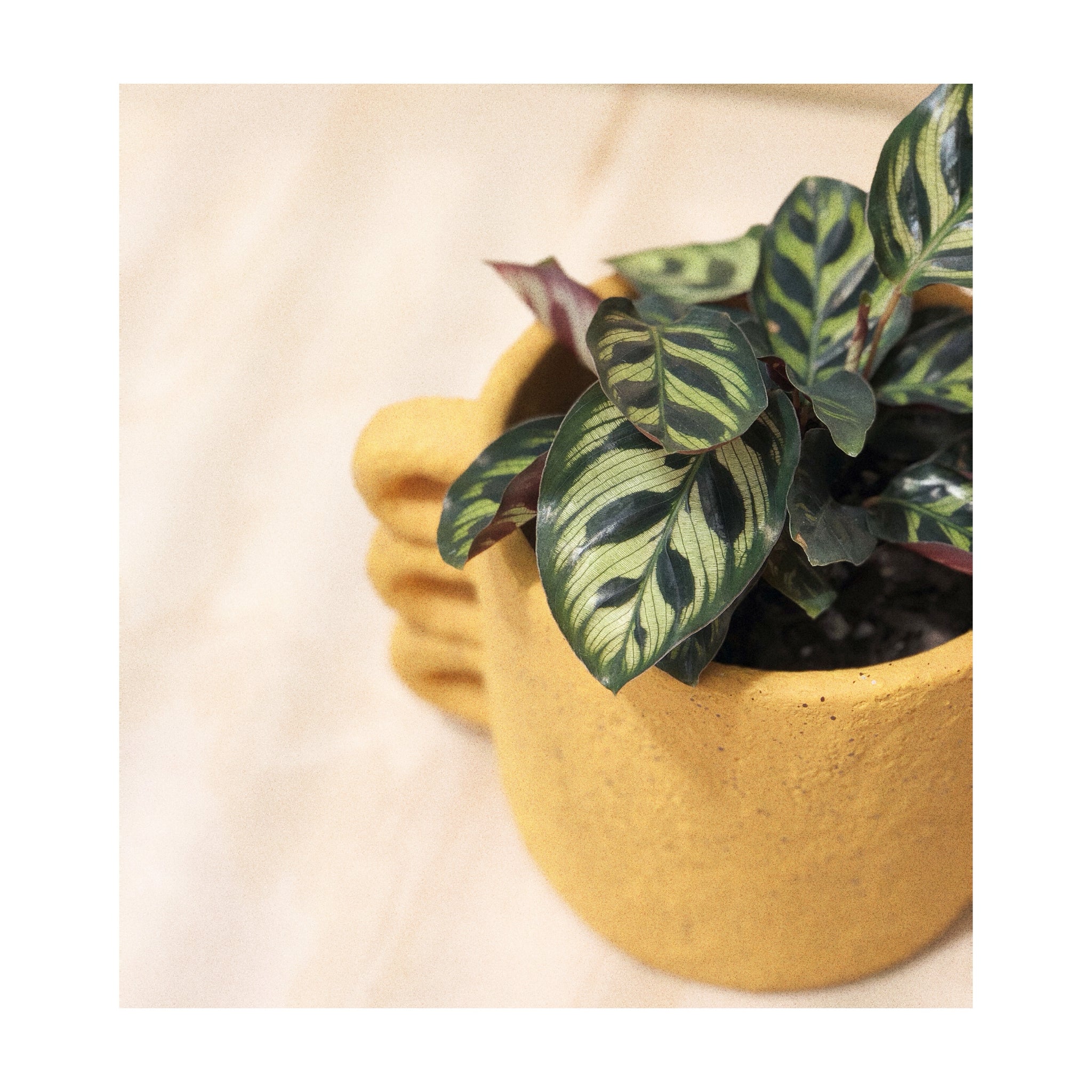 Loops Cement Indoor Plant Pot Mustard with Peacock Plant