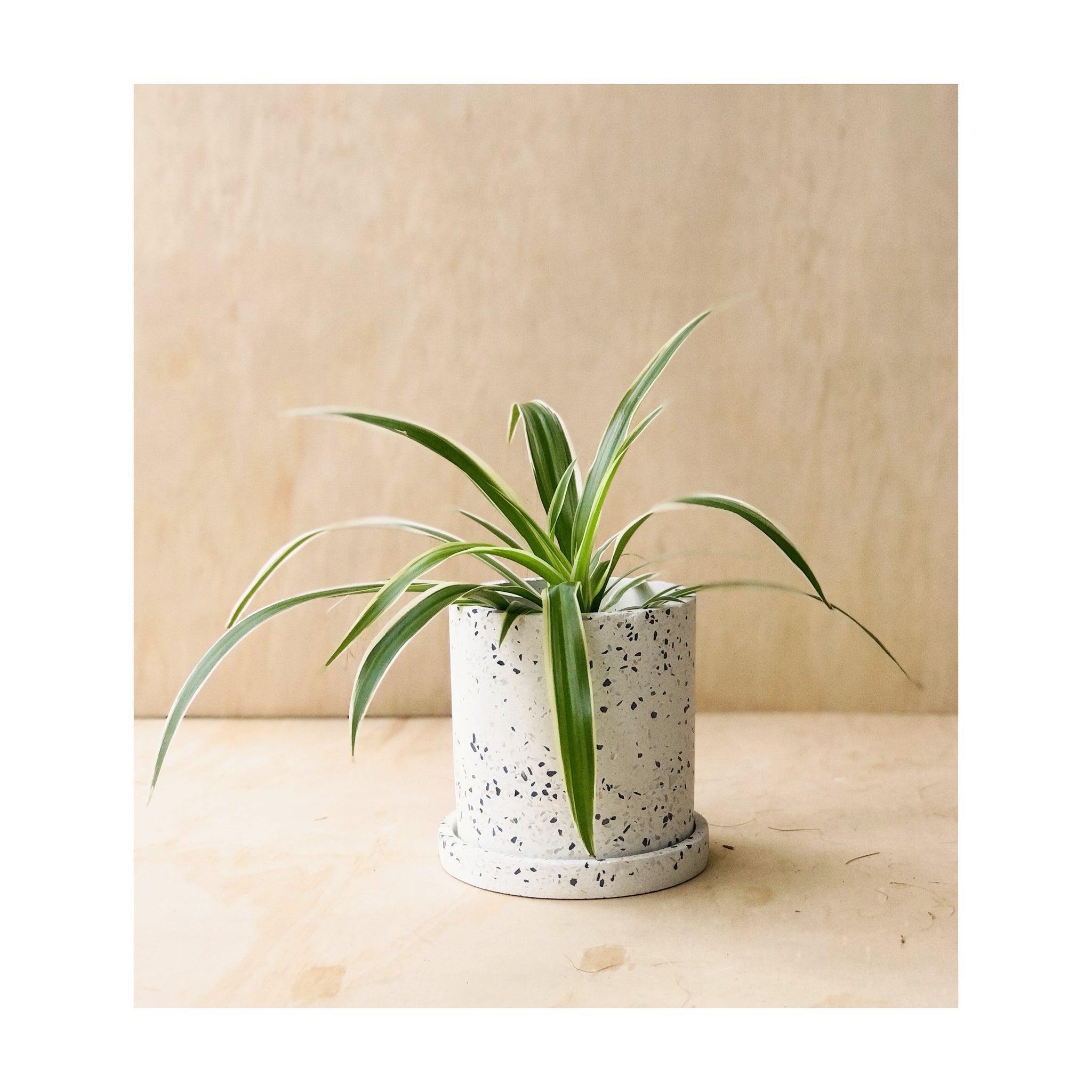 Spider Plant (Chlorophytum Comosum) Pet Friendly Indoor Plant + Sia Terrazzo Plant Pot with Saucer