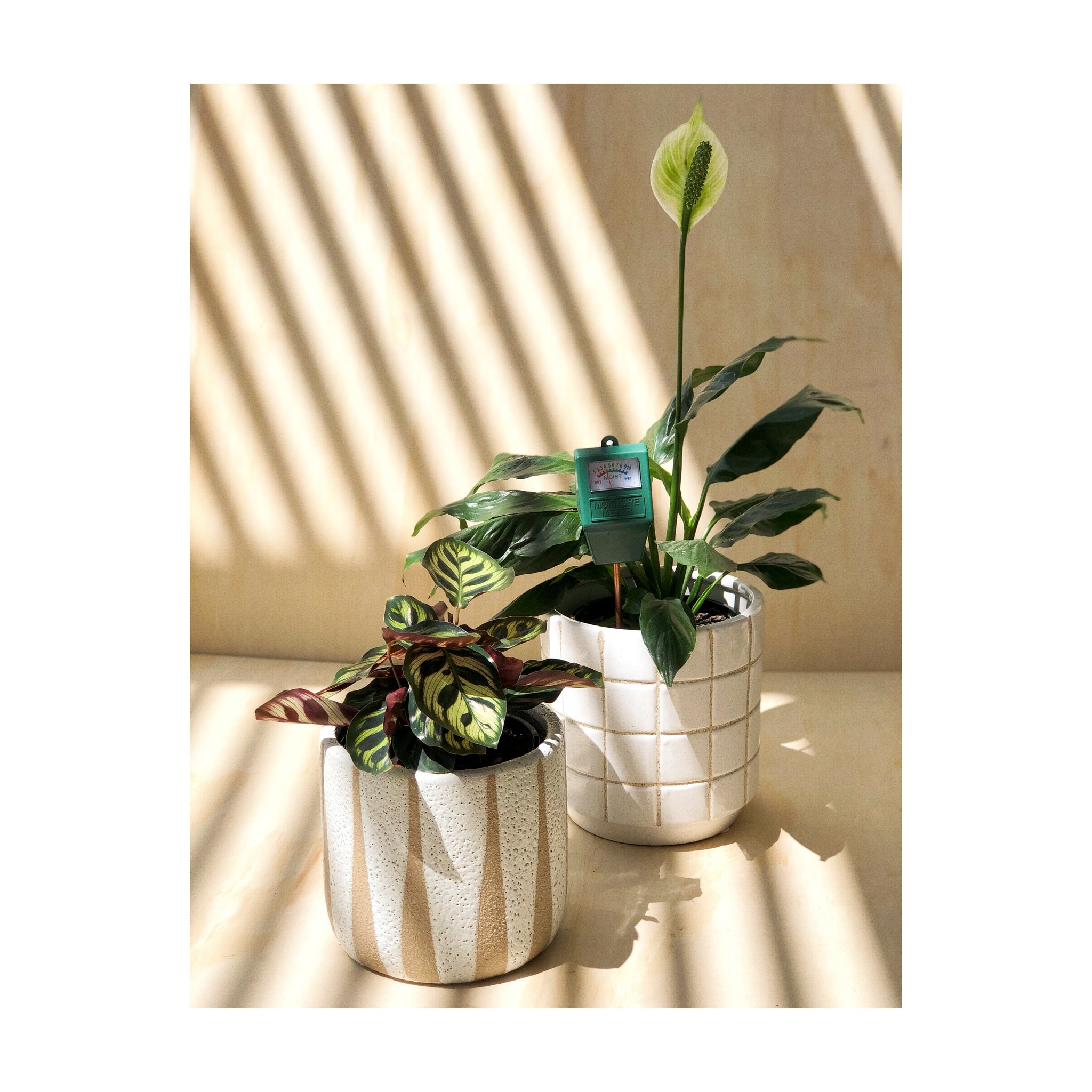 Turia Ceramic Plant Pot + Peacock Plant + Plexus Ceramic Plant Pot + Peace Lily (Spathiphyllum)