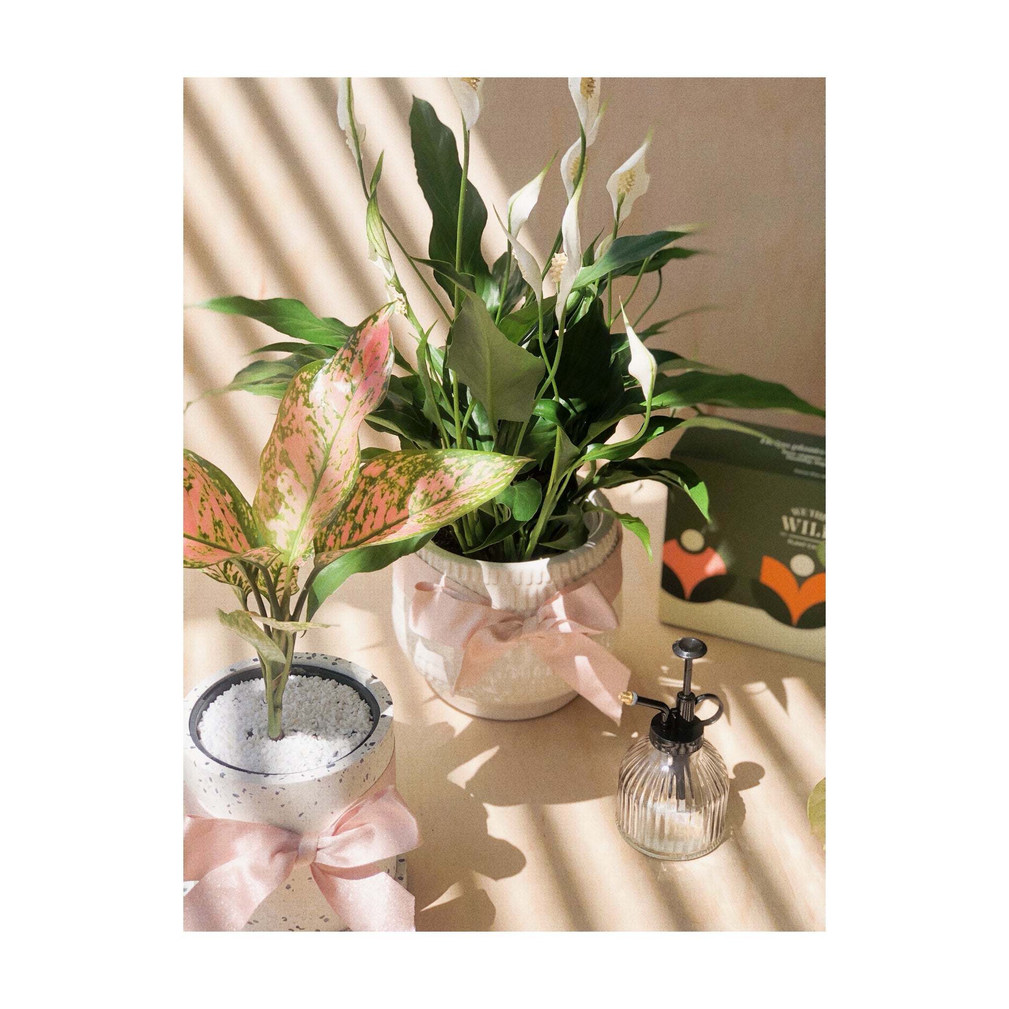 Algaonema Lady Valentine Indoor Plant + Terrazzo Plant Pot | Peace Lily Sweet Rocco + Perle Ceramic Pot
