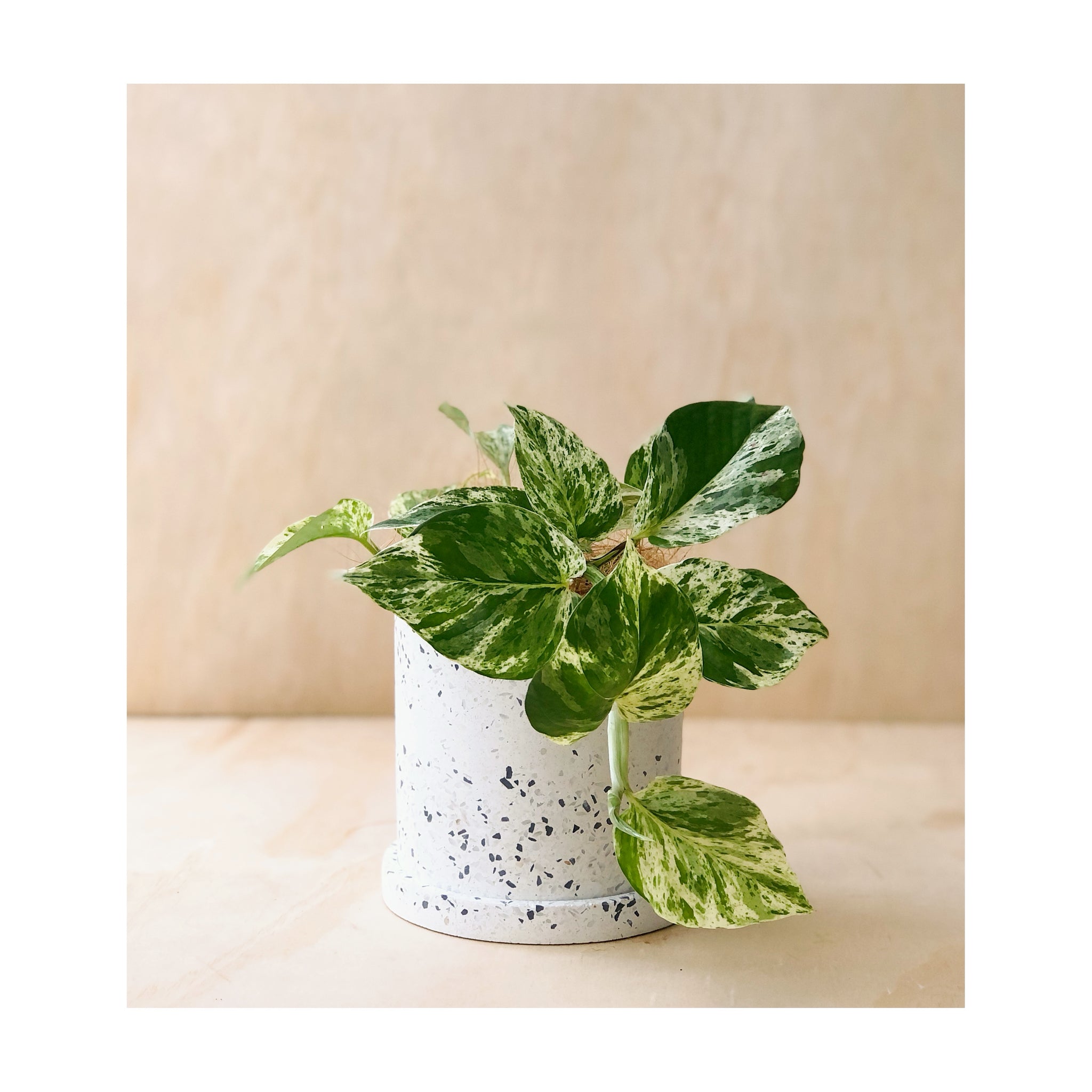 Devils Ivy Marble Queen / Epipremnum Aureum Indoor Plant + Sia Terrazzo Pot 