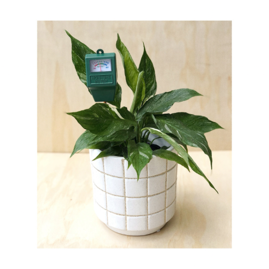 Variegated Peace Lily / Spathiphyllum Domino Indoor Plant + Plexus Ceramic Plant Pot