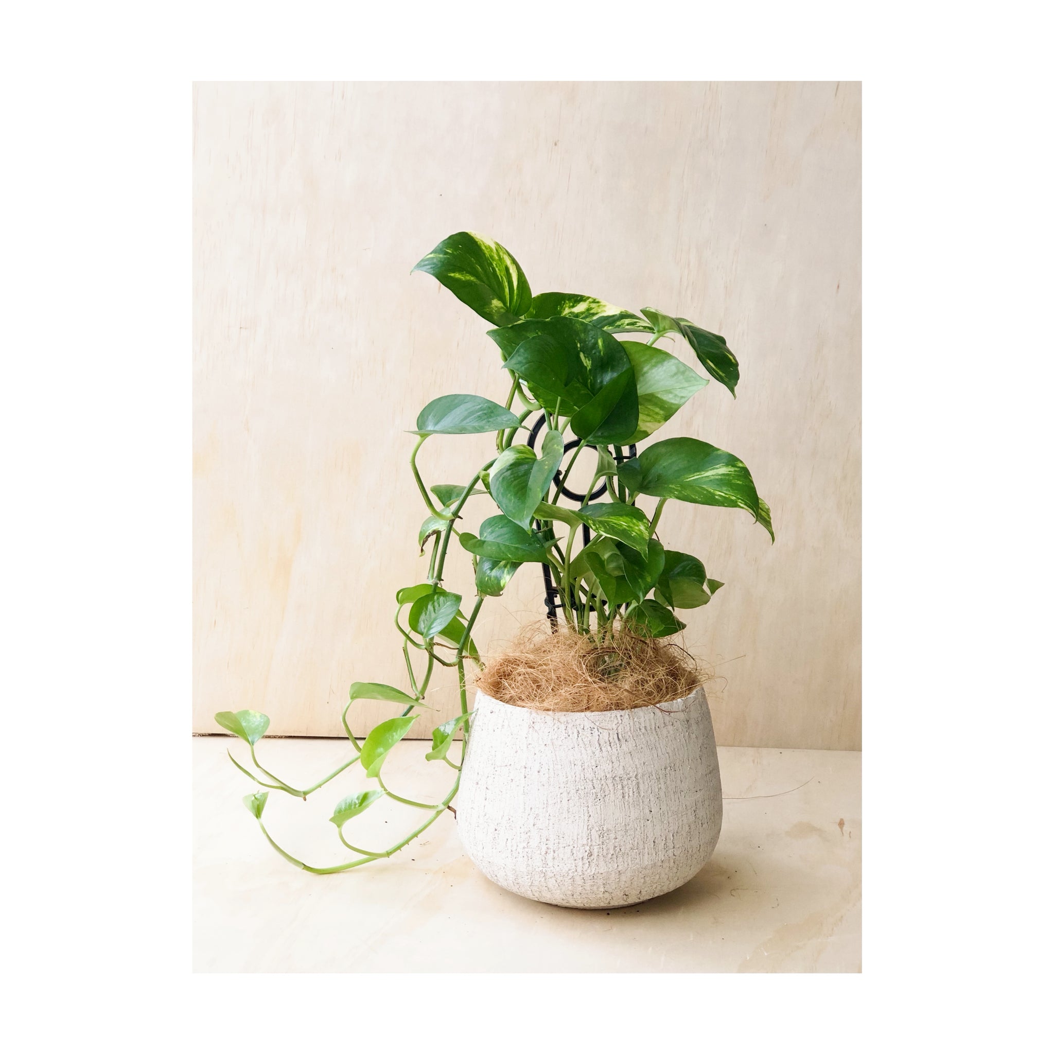 Devils Ivy (Pothos) Indoor Plant (Epipremnum Aureum) + Rocky Cement Pot