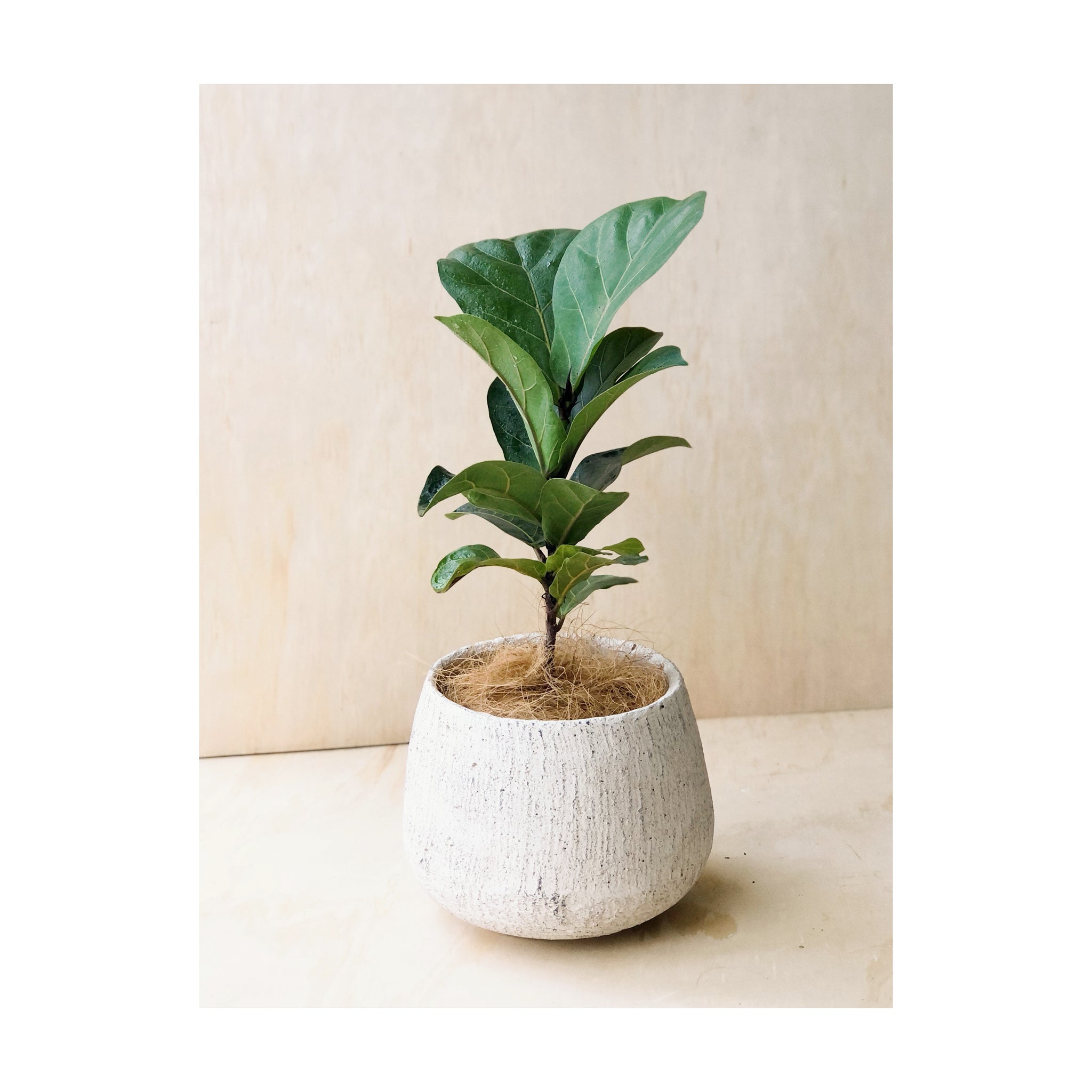 Fiddle Leaf Fig Indoor Plant (Ficus Lyrata) + Rocky Cement Pot