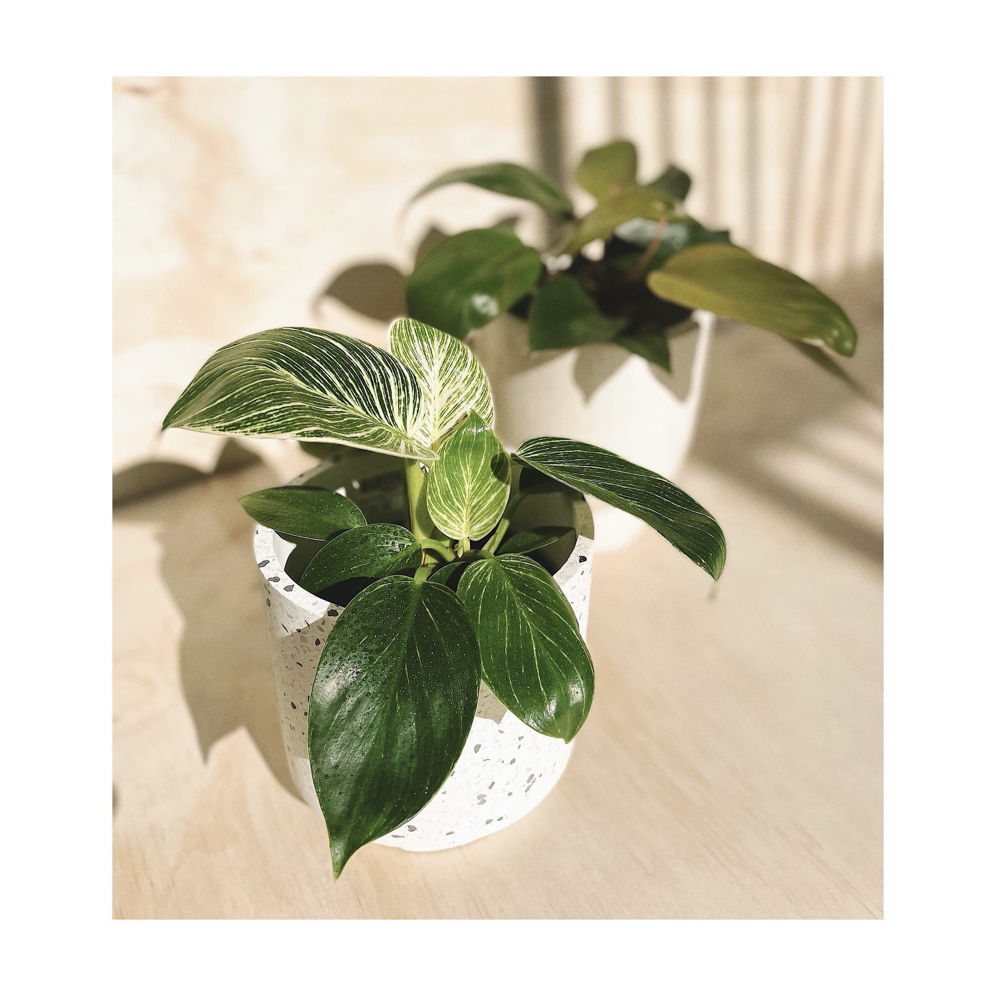 Philodendron Birkin indoor plant + Giada Footed Terrazzo Plant Pot