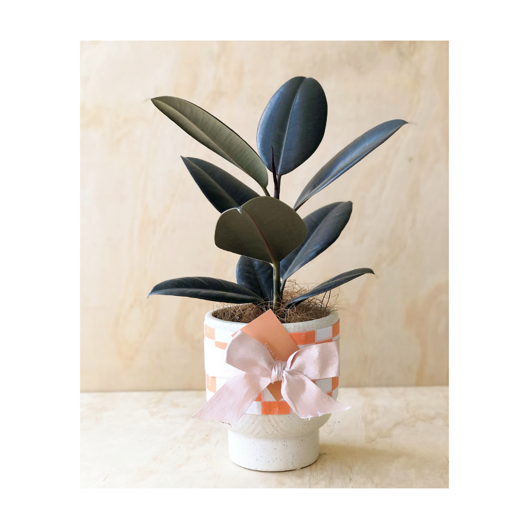 Indoor Plant Gift Wrap (Rubber Plant Burgundy + Orbit Ceramic Pot)