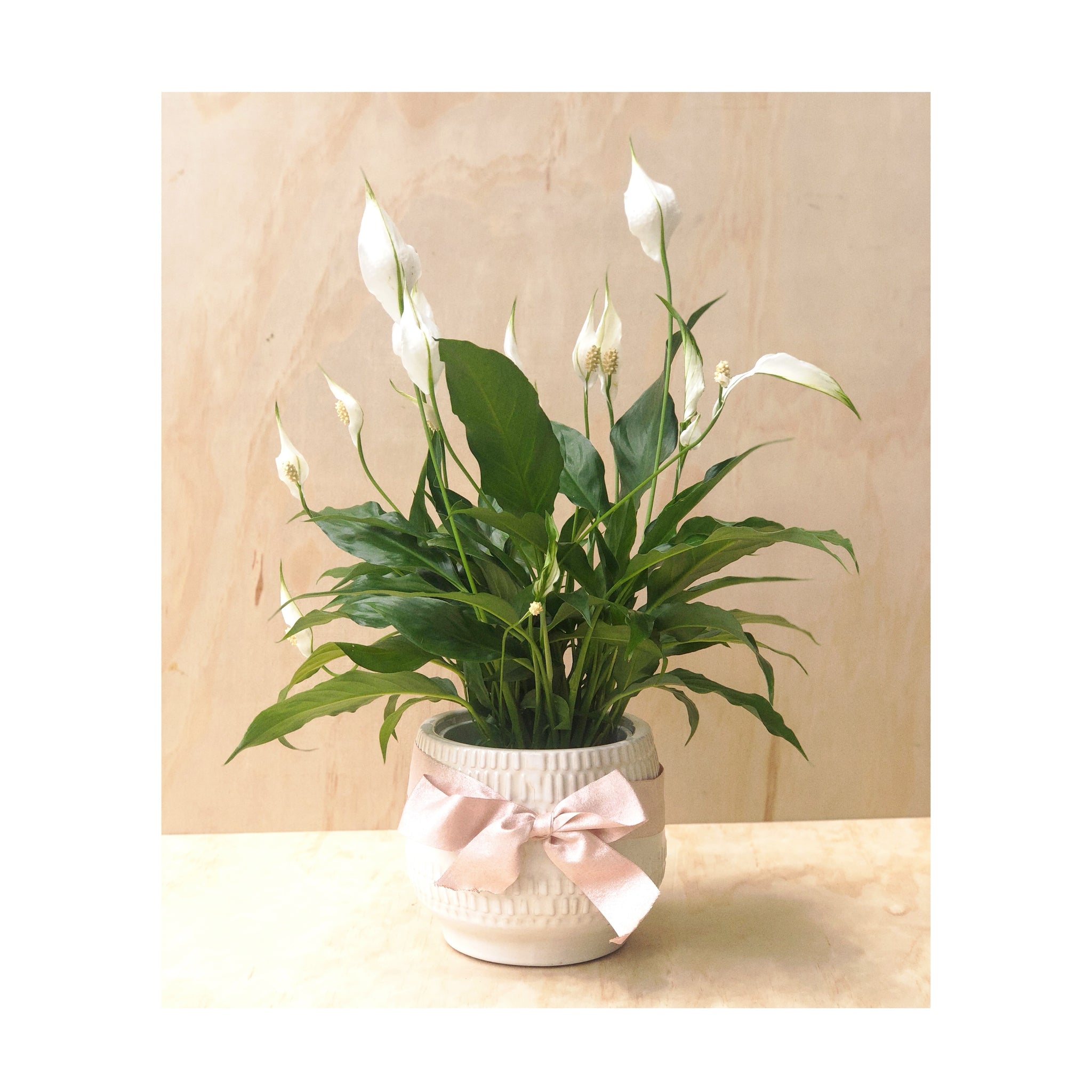 Perle Ceramic Decorative Plant Pot Glazed White