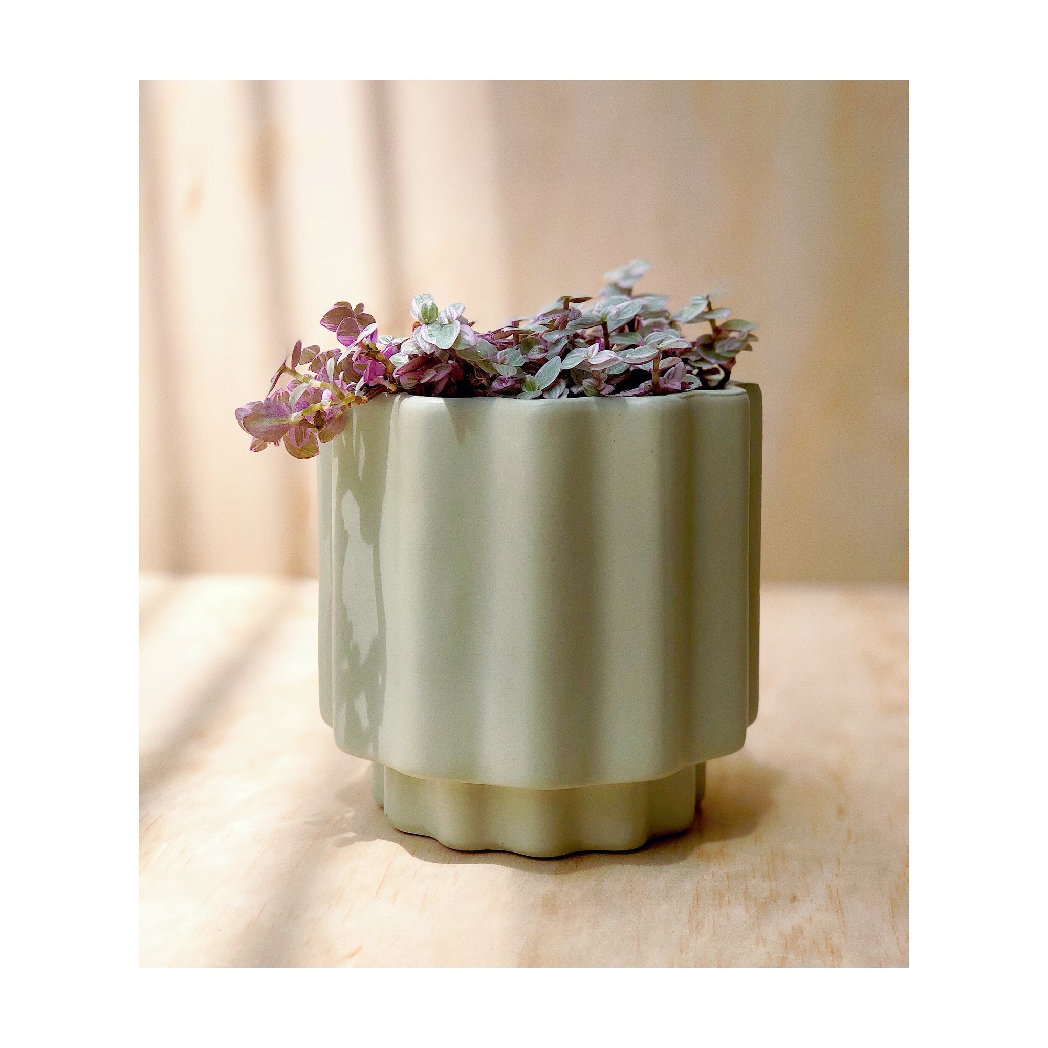Callisia Repens Pink Panther Indoor Plant with Ripken Ceramic Pot Sage