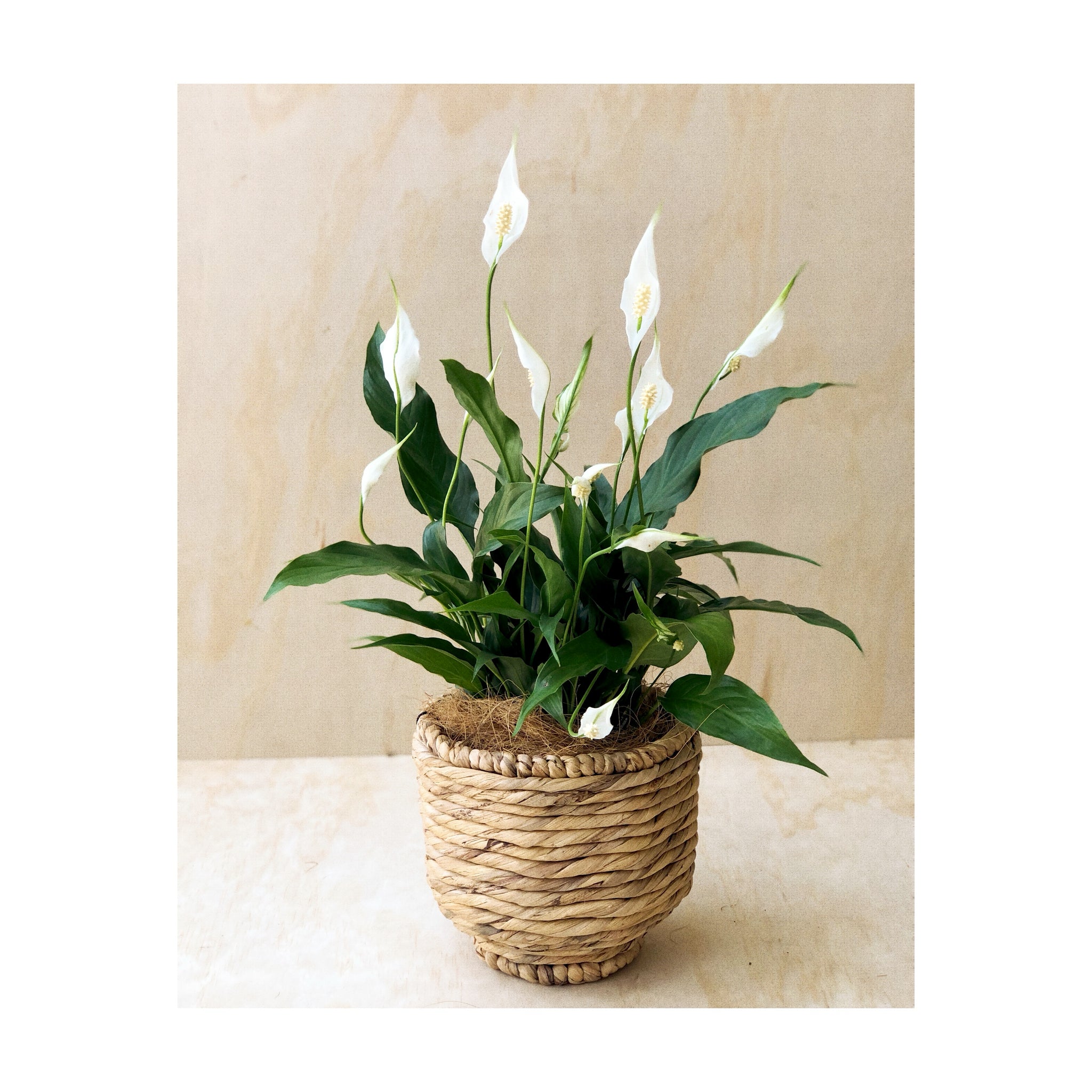Peace Lily (Spathiphyllum) Sweet Rocco paired with the Nissa Hyacinth Basket