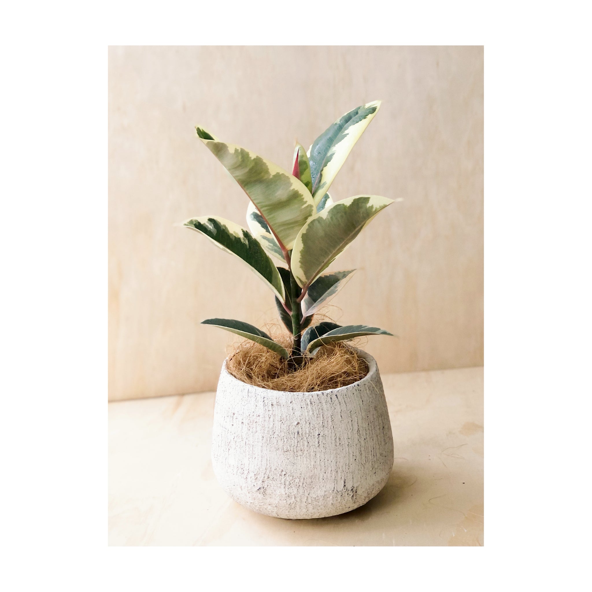 Rubber Plant Tineke / Ficus Elastica Indoor Plant 