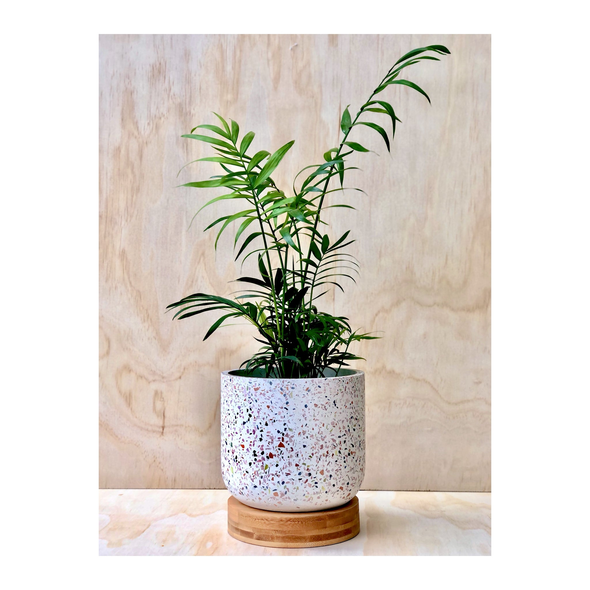 Parlour Palm (Chamaedorea Elegans) Plant paired with a Gianna Terrazzo Plant Pot on Bamboo Base
