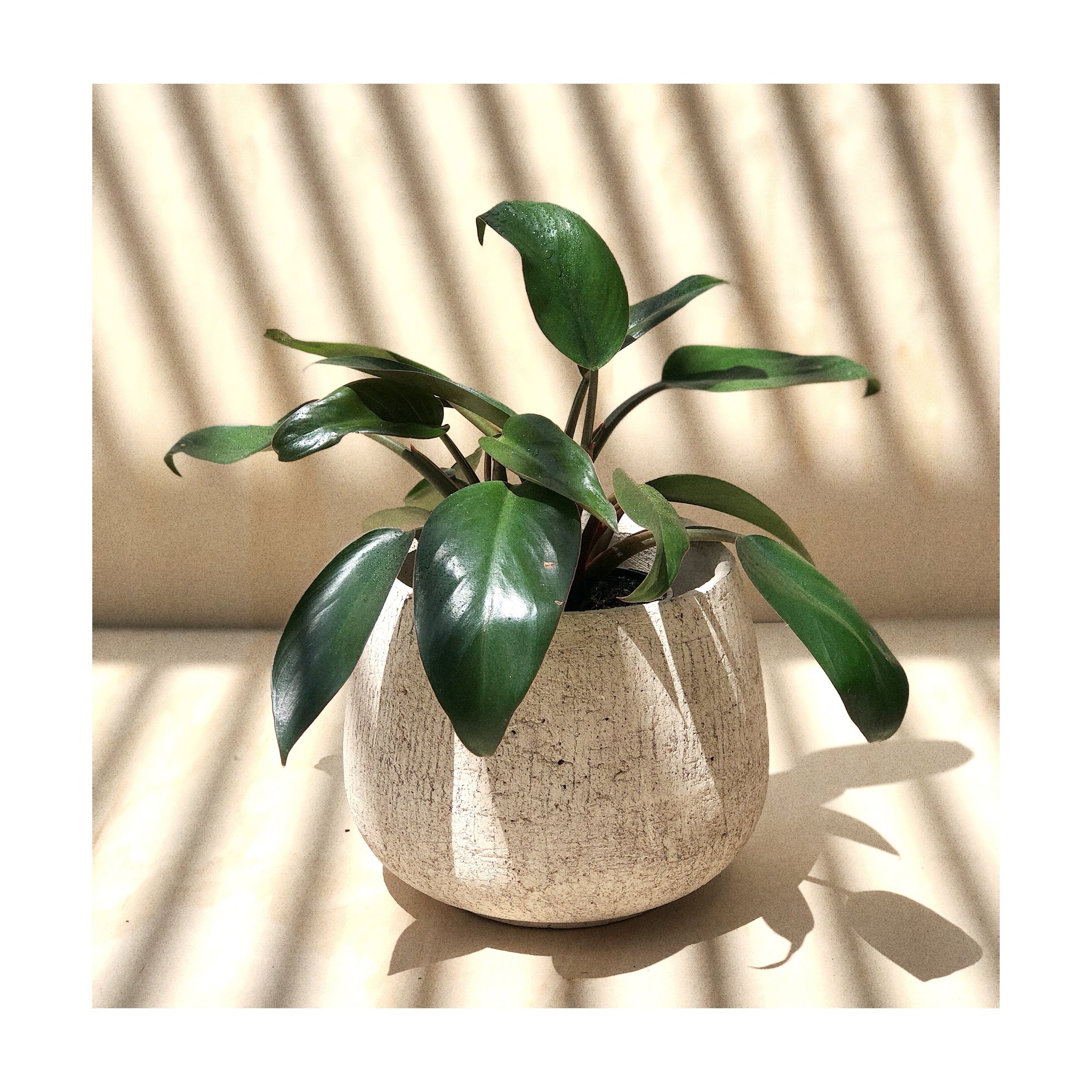 Rocky Terracotta Decorative Indoor Plant Pot