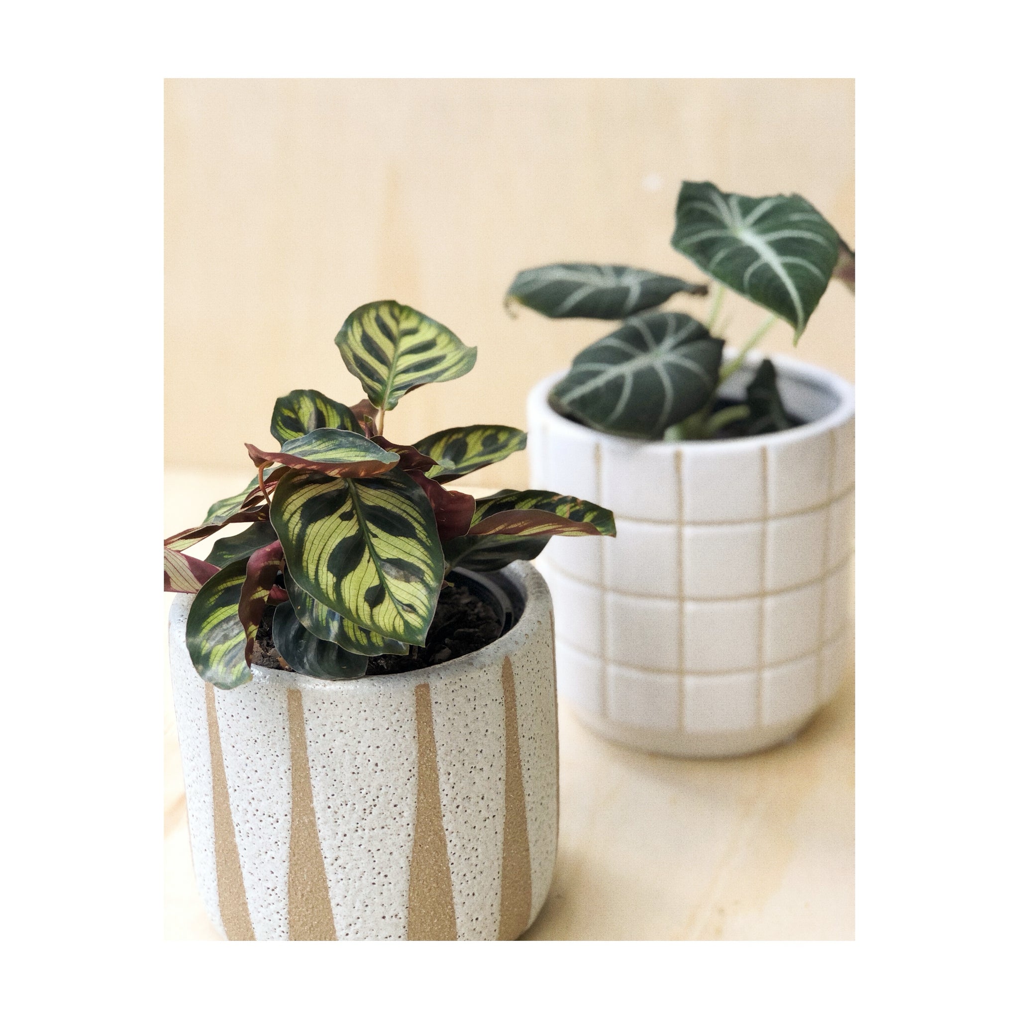 Turia Ceramic Decorative Plant Pot + Peacock Plant