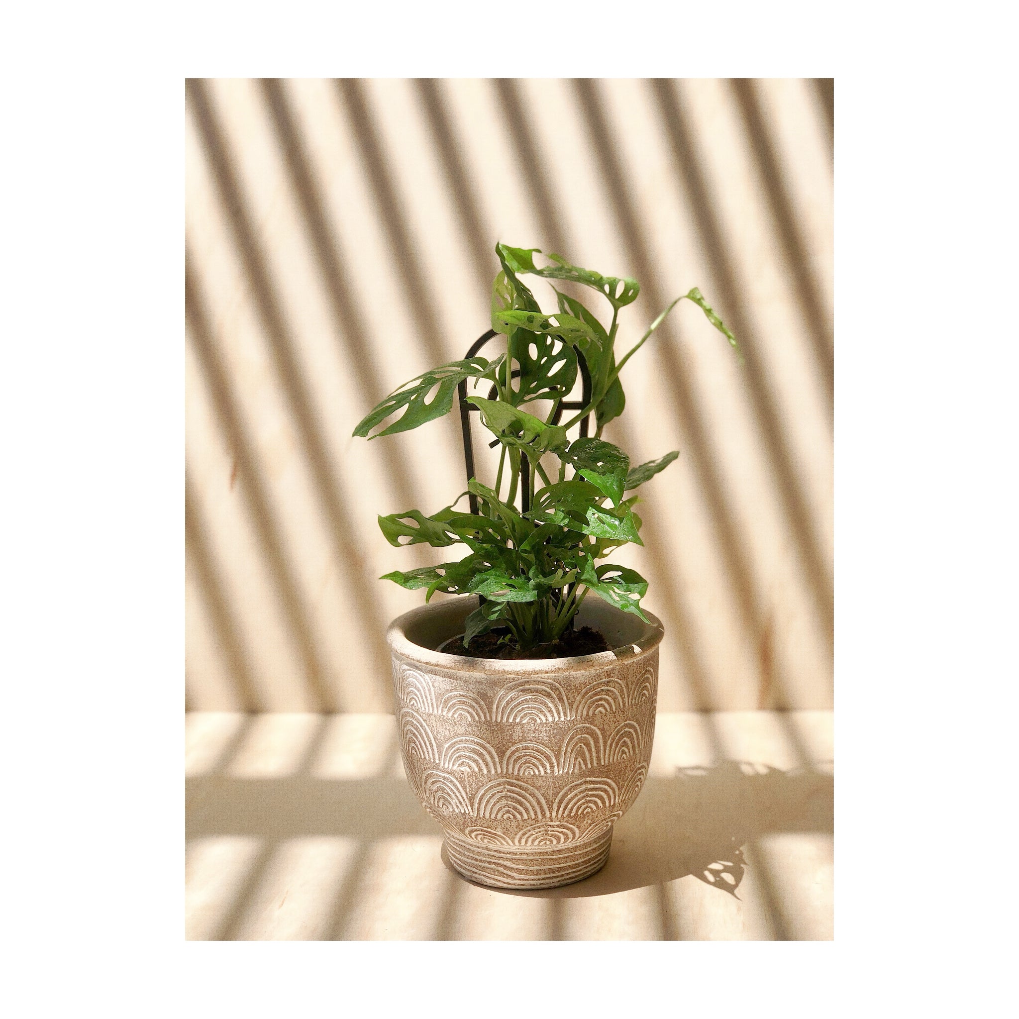 Inca Cement Decorative Plant Pot Natural paired with a Swiss Cheese Plant (Monstera Adansonii)