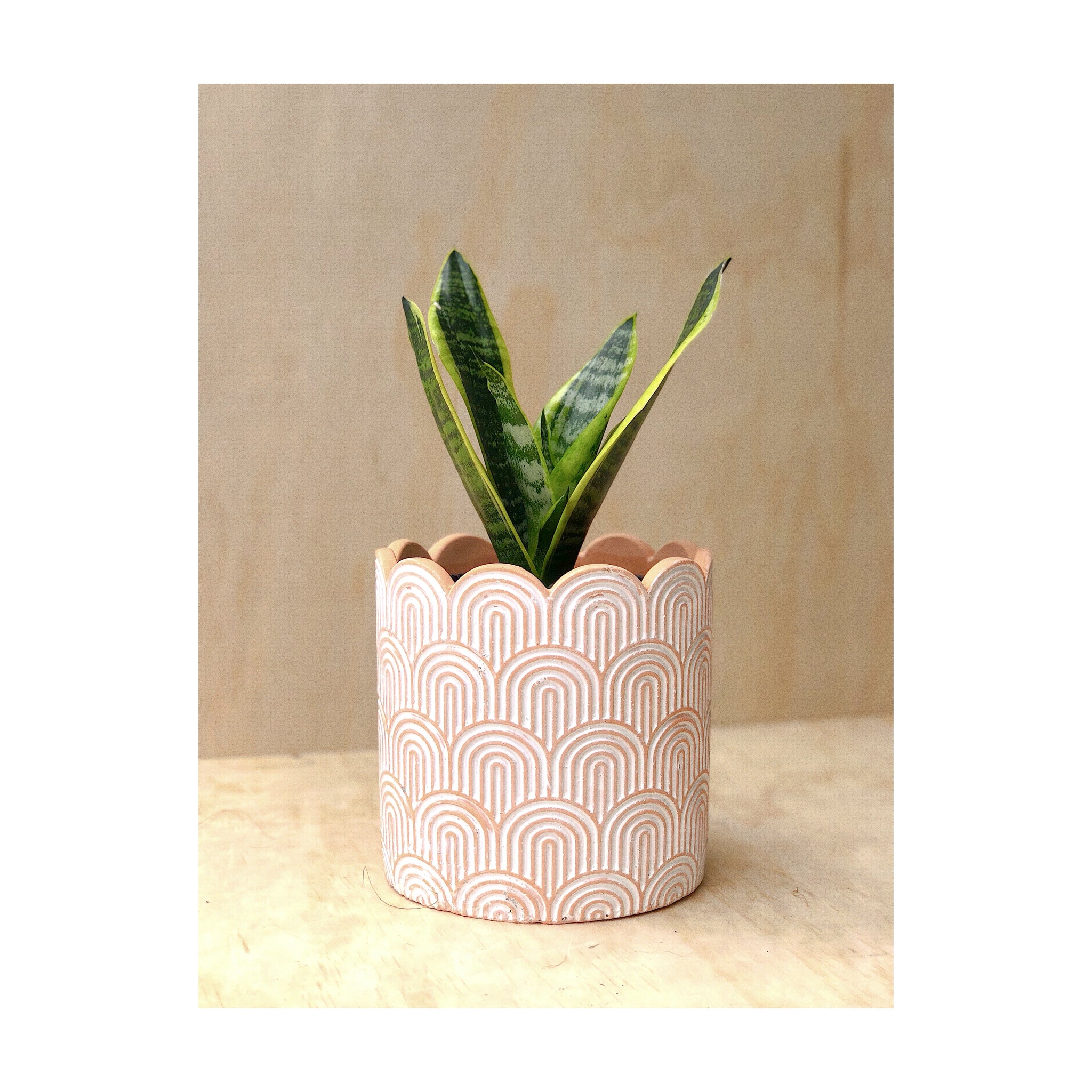 Arco Cement Decorative Indoor Plant Pot with Mother in Law's Tongue Plant (Sansevieria / Snake Plant)