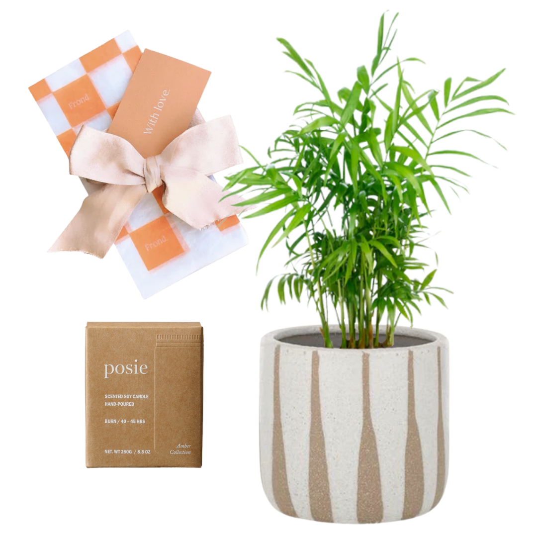 Best Frond Plant Gift Hamper | Parlour Palm + Turia Ceramic Pot + We Are Posie KIN Amber Candle + Gift Wrap
