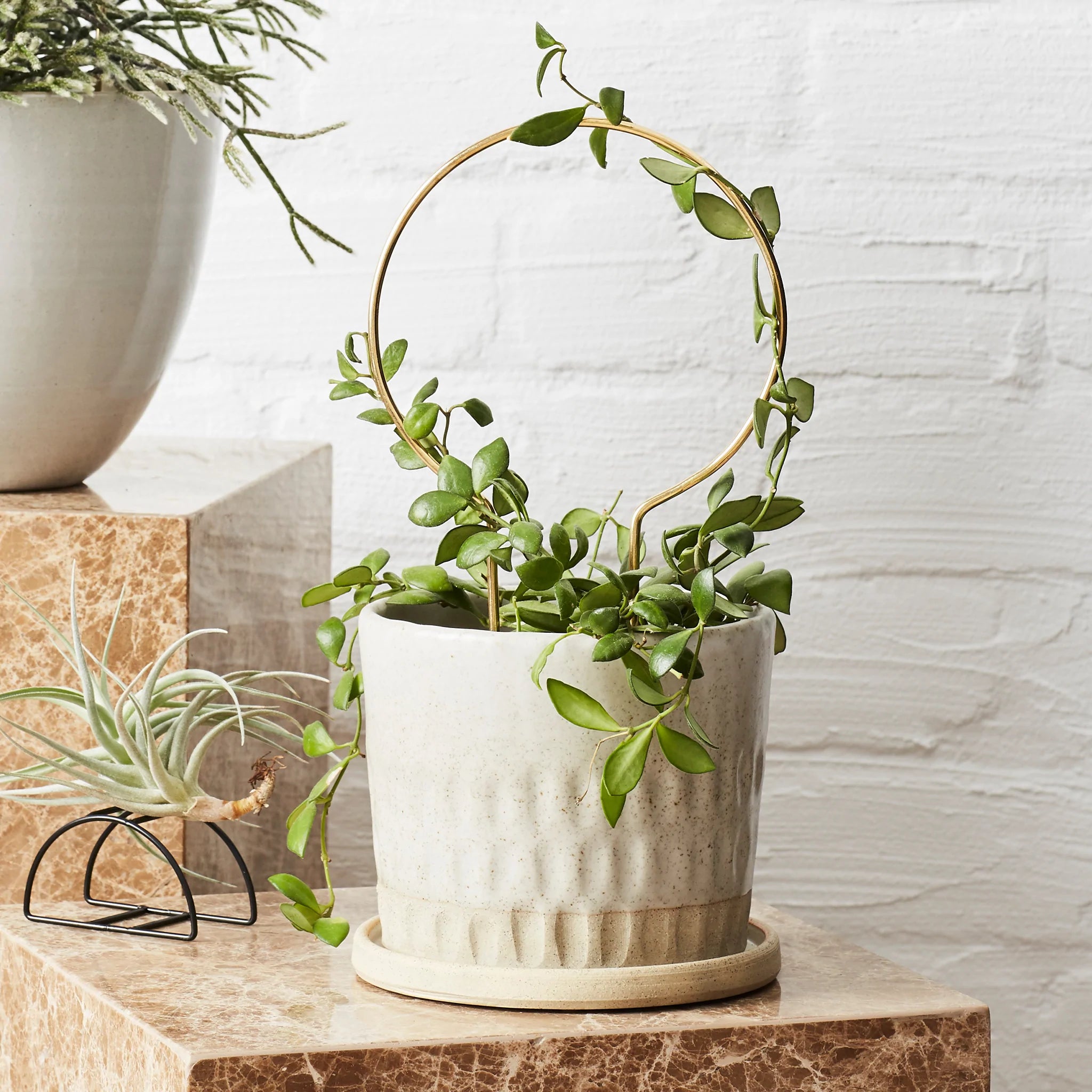 Circle Brass Plant Stake Indoor Plant Styling