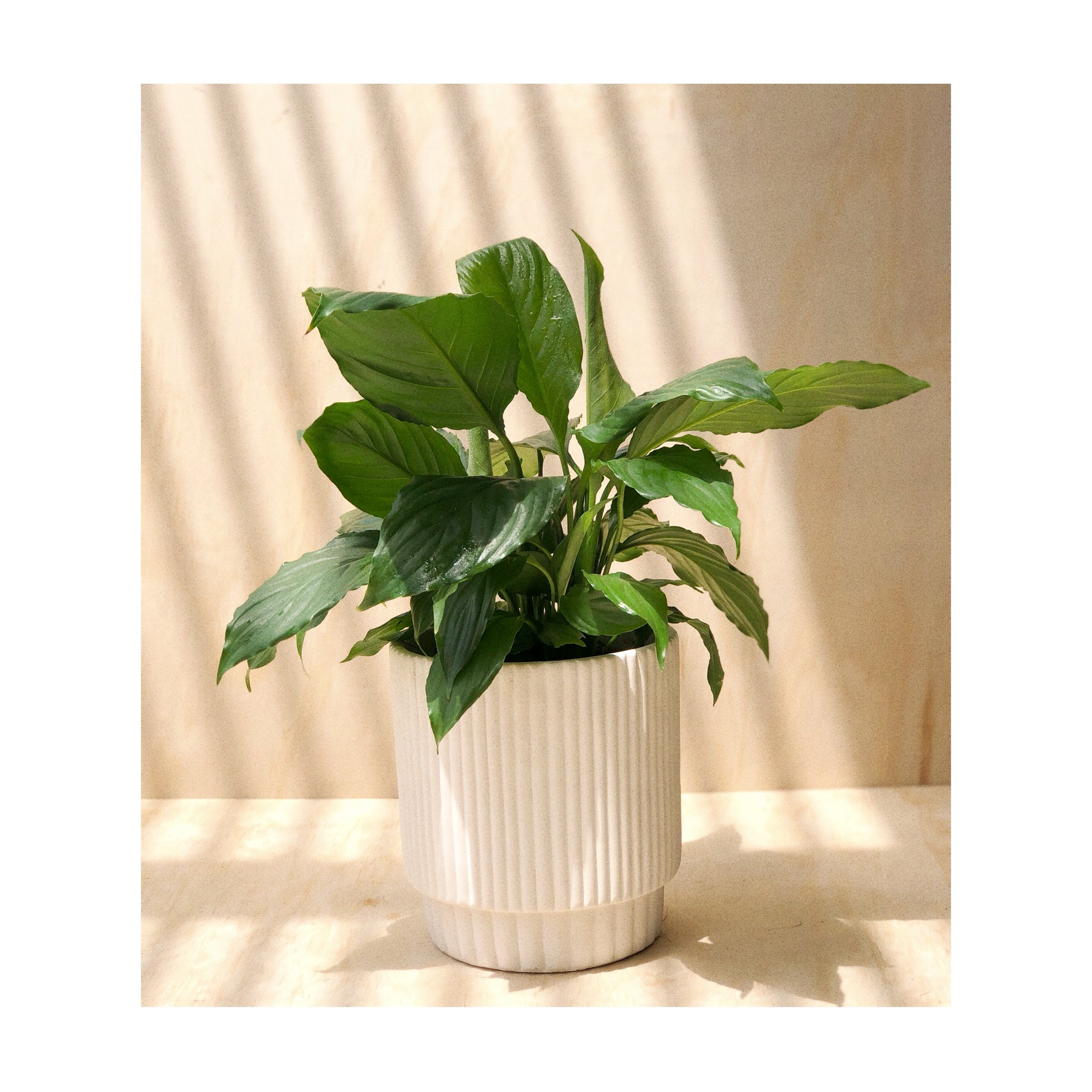 Maja Cement Pot Cream with Peace Lily (Spathiphyllum)