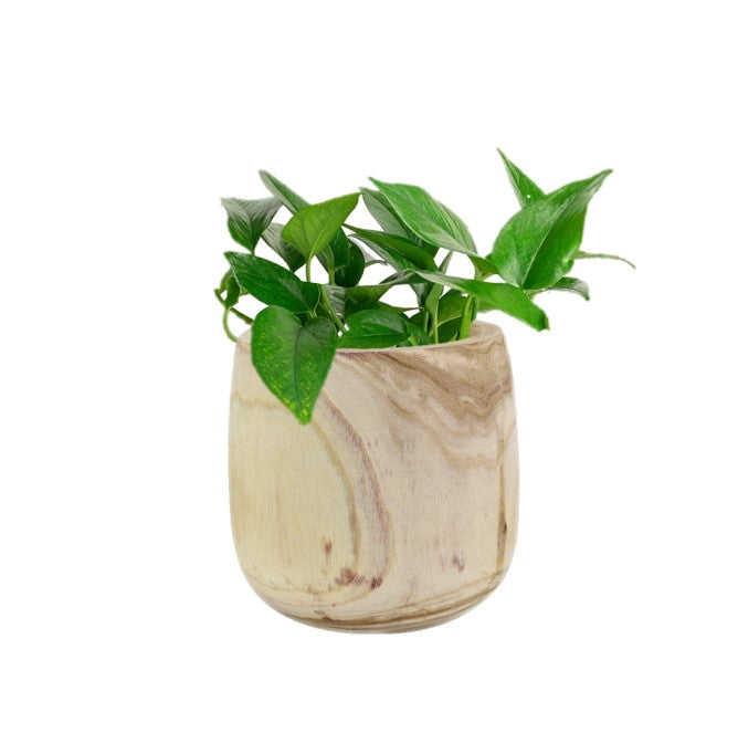 Devil's Ivy Jade (Pothos) | Epipremnum Aureum Indoor Plant