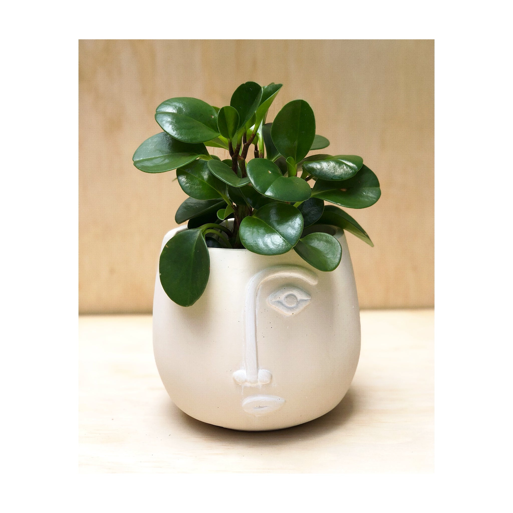 Peperomia Jade (Peperomia Obtusifolia 'Jade') Indoor Plant paired with Reggie Cement Plant Pot