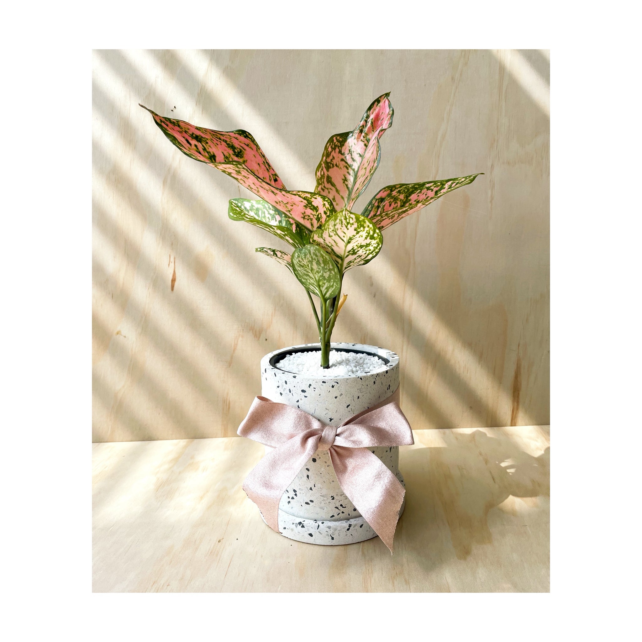 Aglaonema Lady Valentine Indoor Plant + Terrazzo Plant Pot with Gift Ribbon