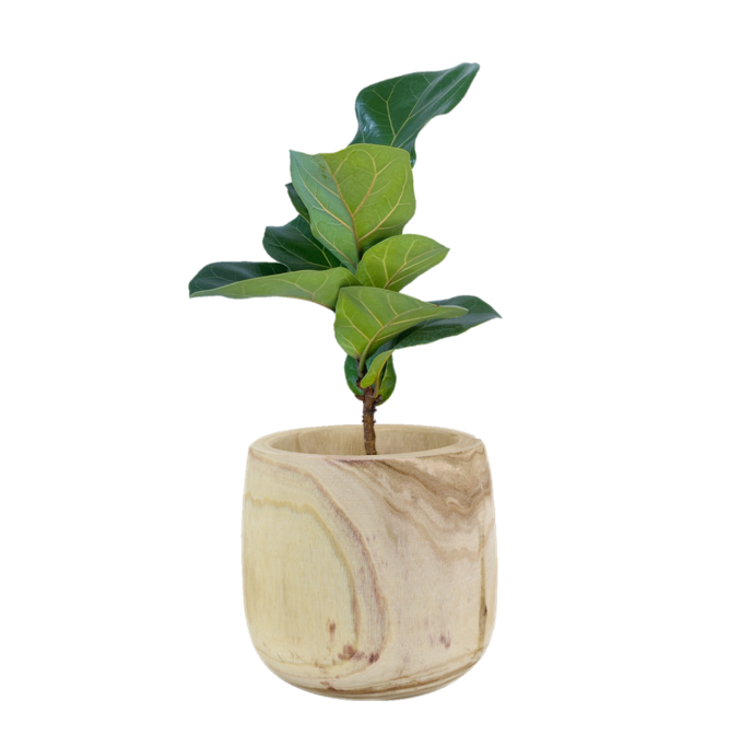 Fiddle Leaf Fig Bambino Indoor Plant / Ficus Lyrata
