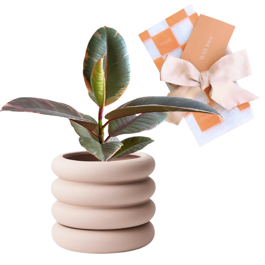 Rubber Plant Ruby (Ficus Elastica Ruby) + Danica Ceramic Pot Plant & Pot Gift (Potted Plant Gift)