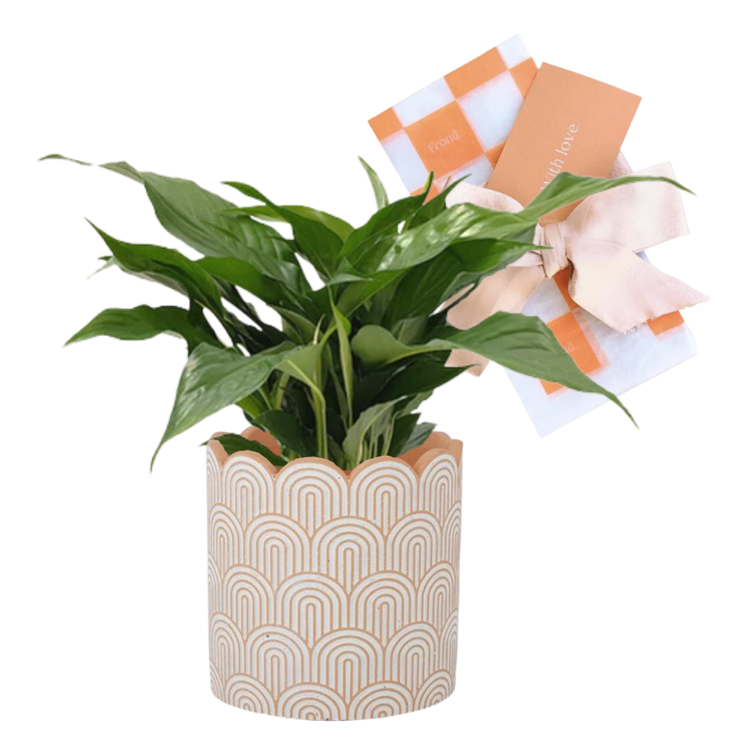 Peace Lily Plant & Pot Gift | Peace Lily (Spathiphyllum) Indoor Plant + Arco Cement Plant Pot + Plant Gift Wrapping + Handwritten Card
