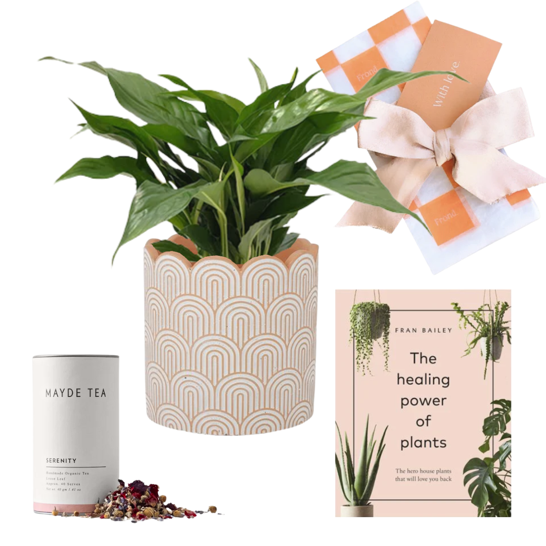 Purify Indoor Plant Gift Hamper | Air Purifying Peace Lily + Arco Cement Pot + Healing Power of Plants Book + Mayde Tea Serenity 40 Serve Tube + Plant Gift Wrapping